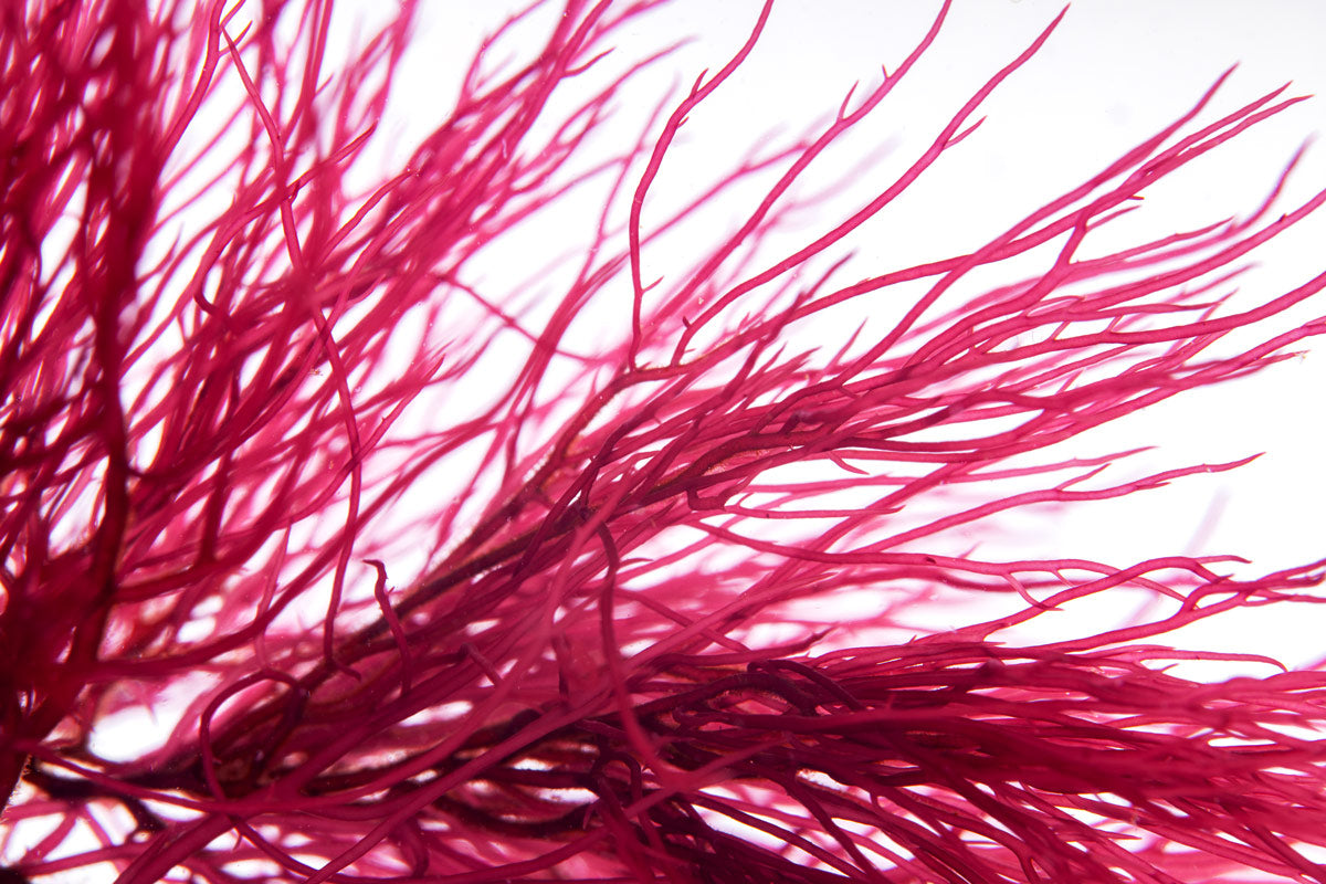 Premium Red Ogo Gracilaria Macro Algae - Natural Saltwater Aquarium Coral Food & Nutrient-Rich Marine Plant for Reef Tanks, Fish Tanks, and Aquatic Ecosystems
