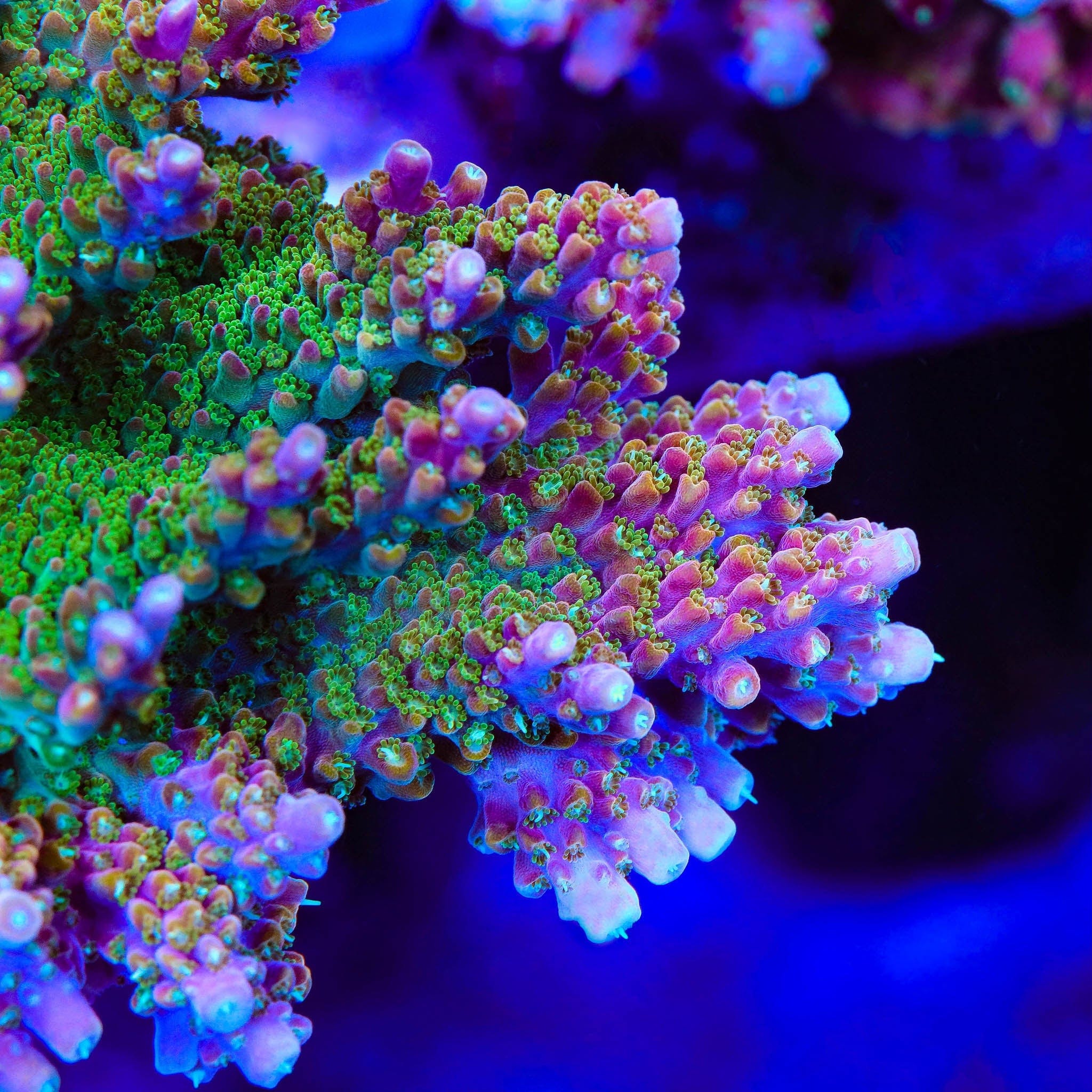 Premium BC Bubblebath Unicorn Acropora Coral for Saltwater Aquariums - Vibrant Reef Tank Decoration & Marine Life Habitat