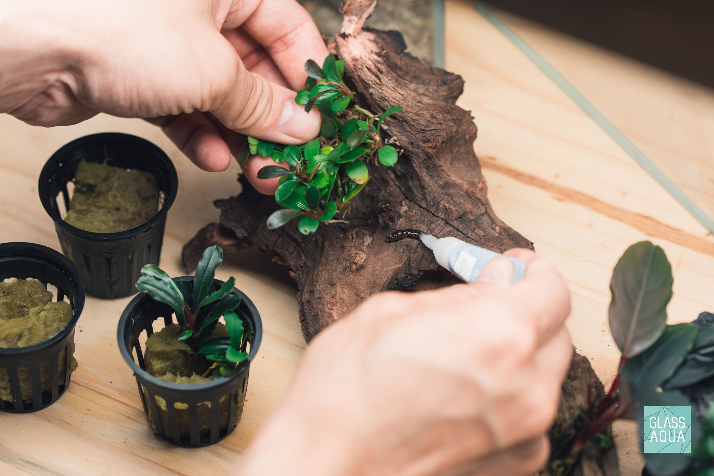 Bucephalandra Mini Coin Aquatic Plant for Freshwater Aquariums - Perfect for Nano Tanks, Aquascaping & Shrimp Habitats