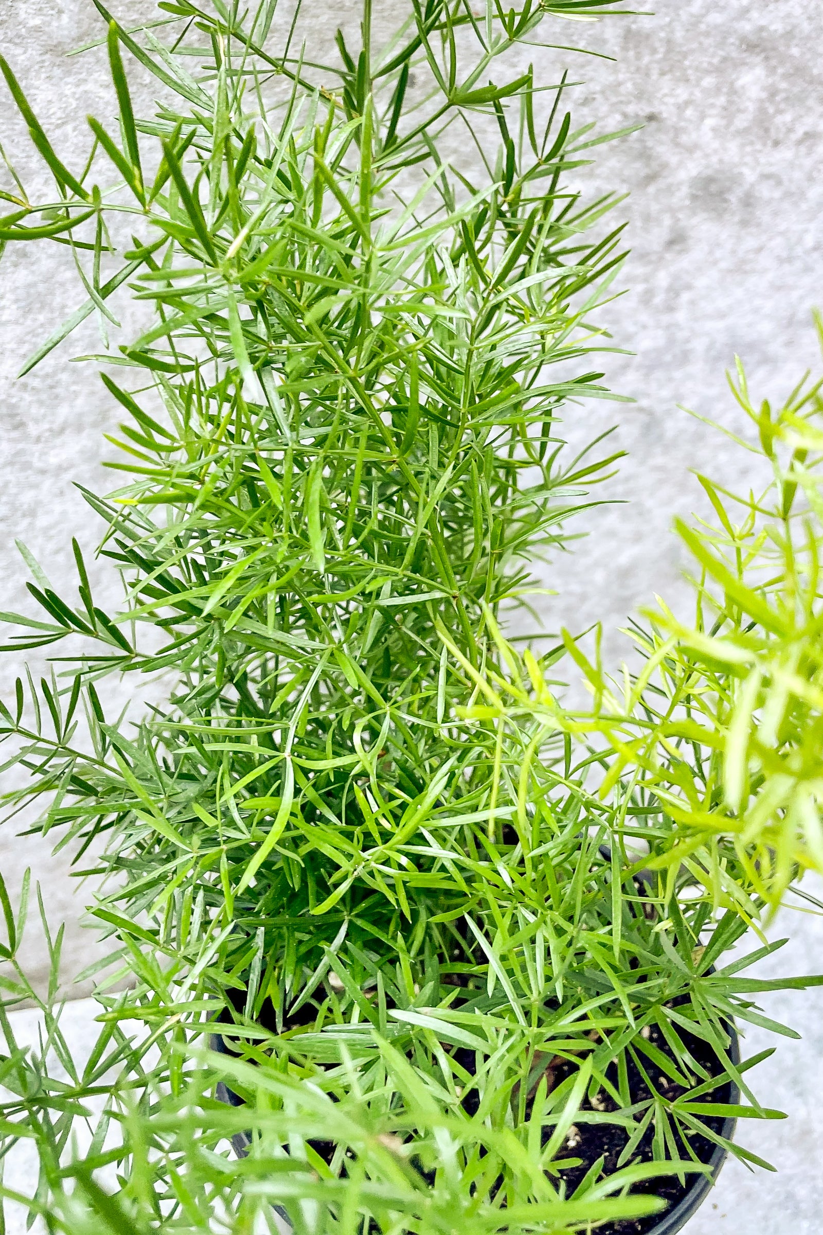 Buy Asparagus Fern 'Sprengerii' - 4