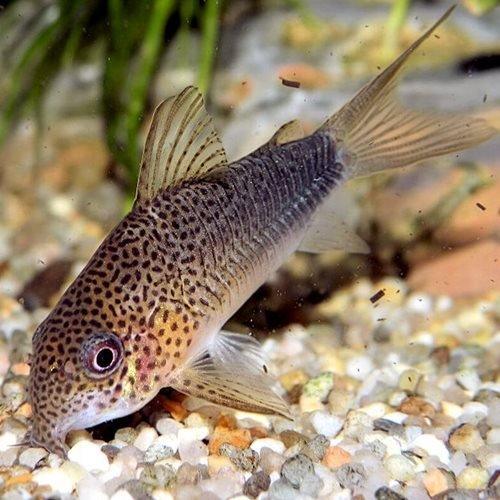 Similis Corydoras (Corydoras similis) - Premium Freshwater Aquarium Fish for Tropical Tanks | Perfect for Community Aquariums & Fish Breeding