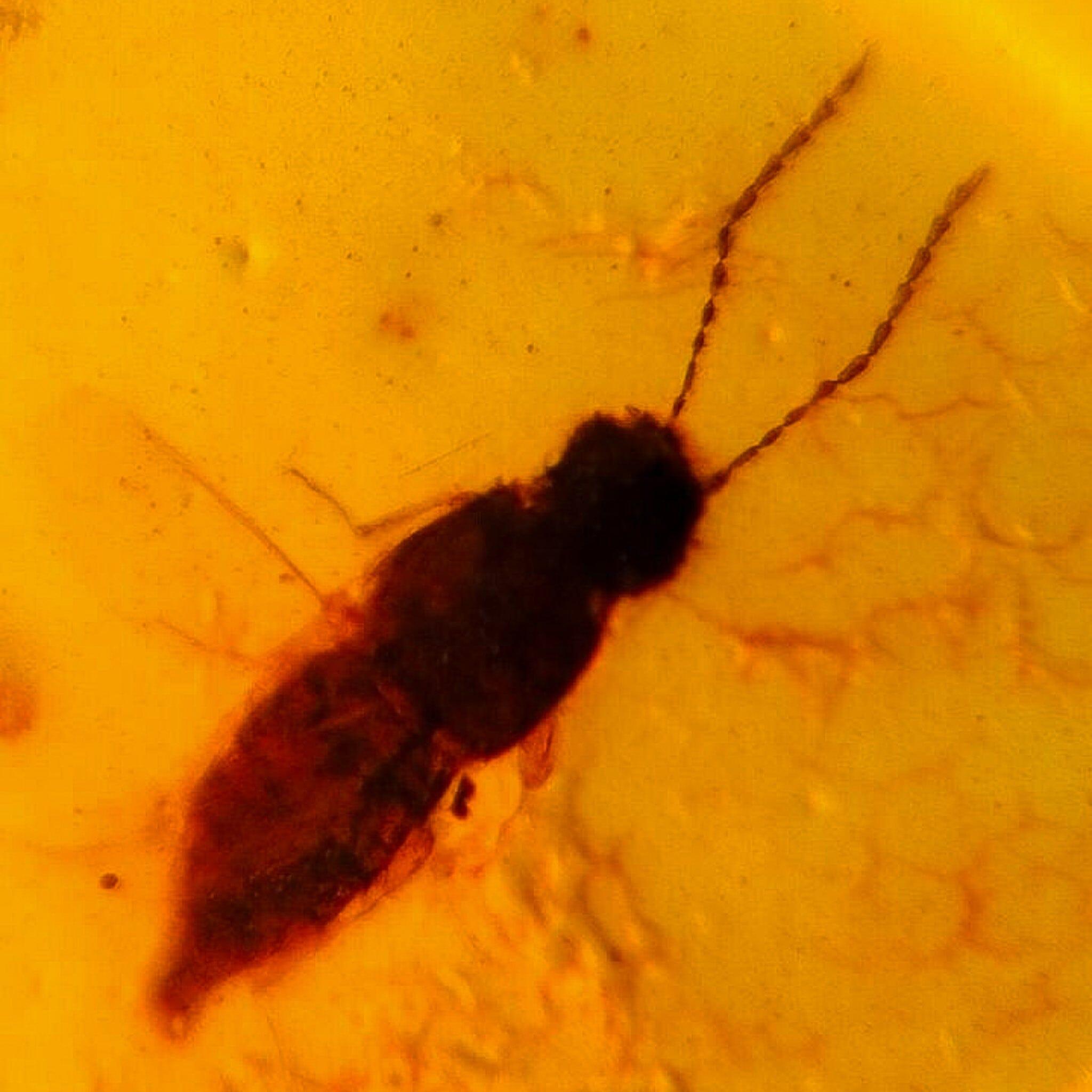 Authentic Burmese Insect Amber Fossil - Rove Beetle & Roach in Burmite from Cretaceous Dinosaur Era | Rare Collector's Specimen for Science Education & Home Decor