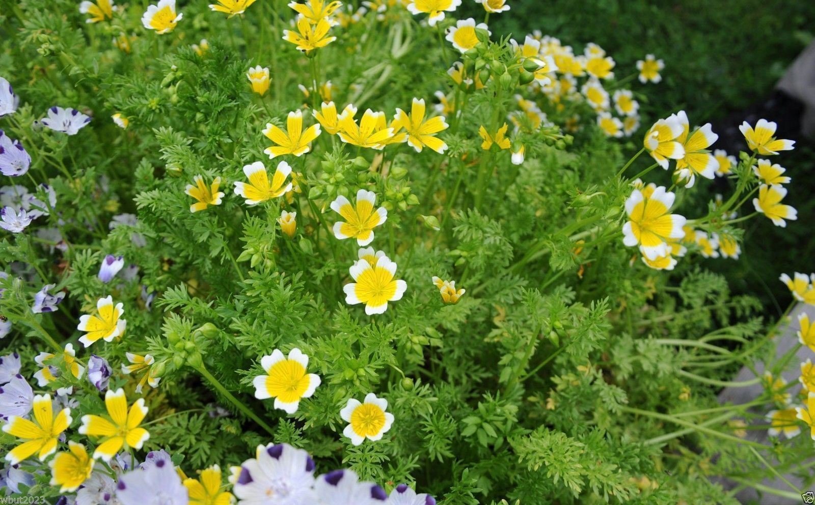 100 Poached Egg Plant Seeds - Limnanthes Douglasii (Douglas' Meadowfoam) | Yellow & White Flower Seeds for Garden, Borders & Pollinator-Friendly Landscaping