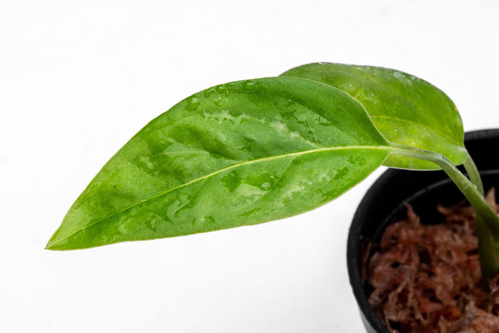 Monstera Adansonii Narrow Form - Swiss Cheese Vine Bare Root Plant for Home Decor, Office & Indoor Gardening | Easy Care Houseplant for Beginners