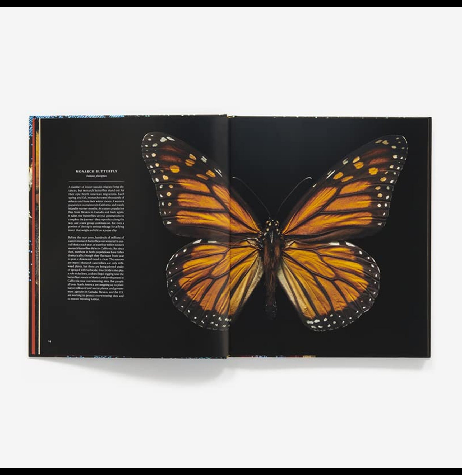 Extinct & Endangered Insects in Peril - Rare Bug Species Collection for Education & Conservation - Perfect for Science Classrooms, Nature Museums & Wildlife Preservation Projects