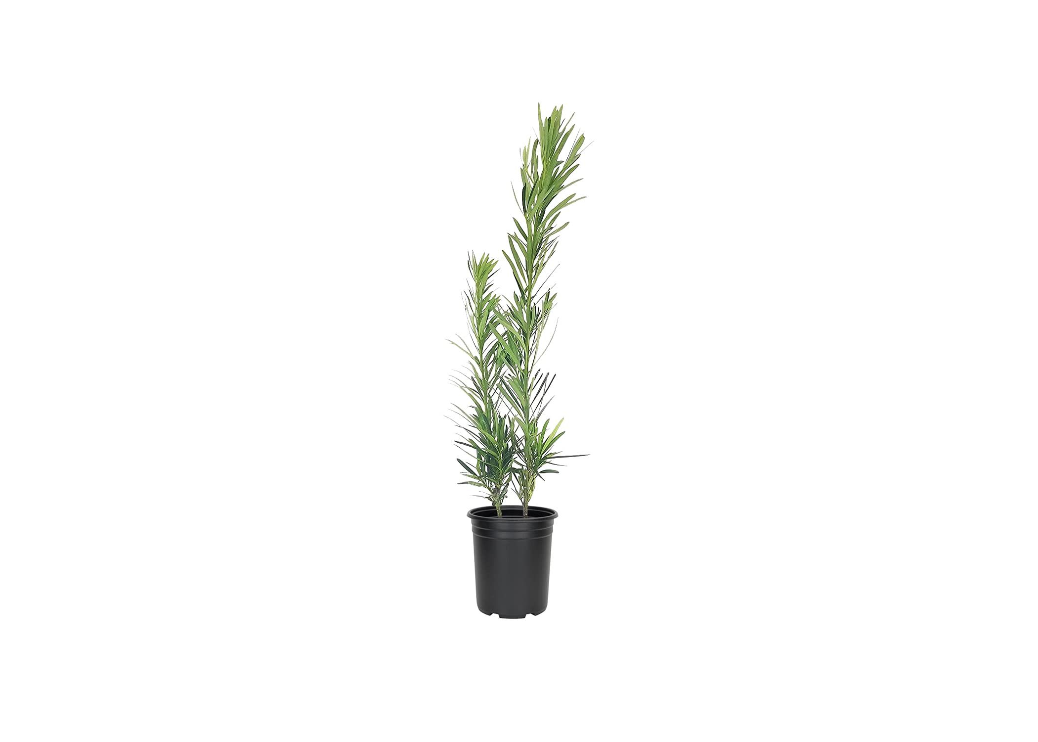 Dwarf Podocarpus Macrophyllus Pringles - 12 Live 4 Inch Pots - Compact Evergreen Hedge Plants for Landscaping, Privacy Screens & Garden Borders