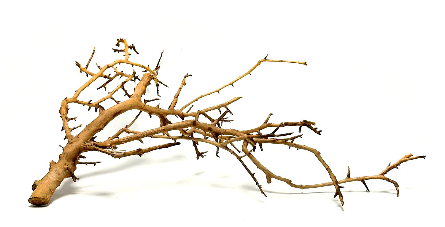 SR Aquaristik Fan Wood - Natural Driftwood for Aquarium Decor, Fish Tank Plants & Shrimp Habitat - Perfect for Aquascaping & Terrariums