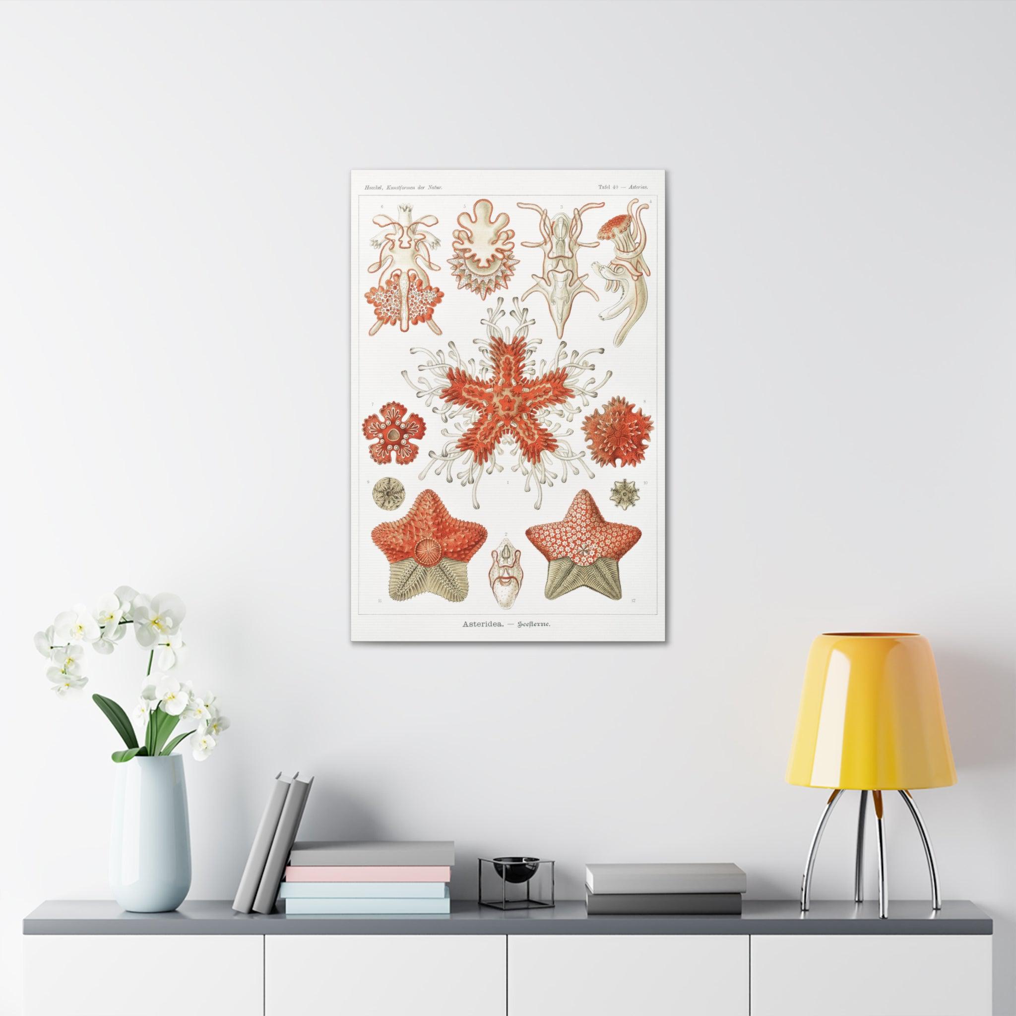 Ernst Haeckel Asteridea Seesterne Starfish Art Print - Premium Canvas Wall Decor for Living Room, Bedroom & Office