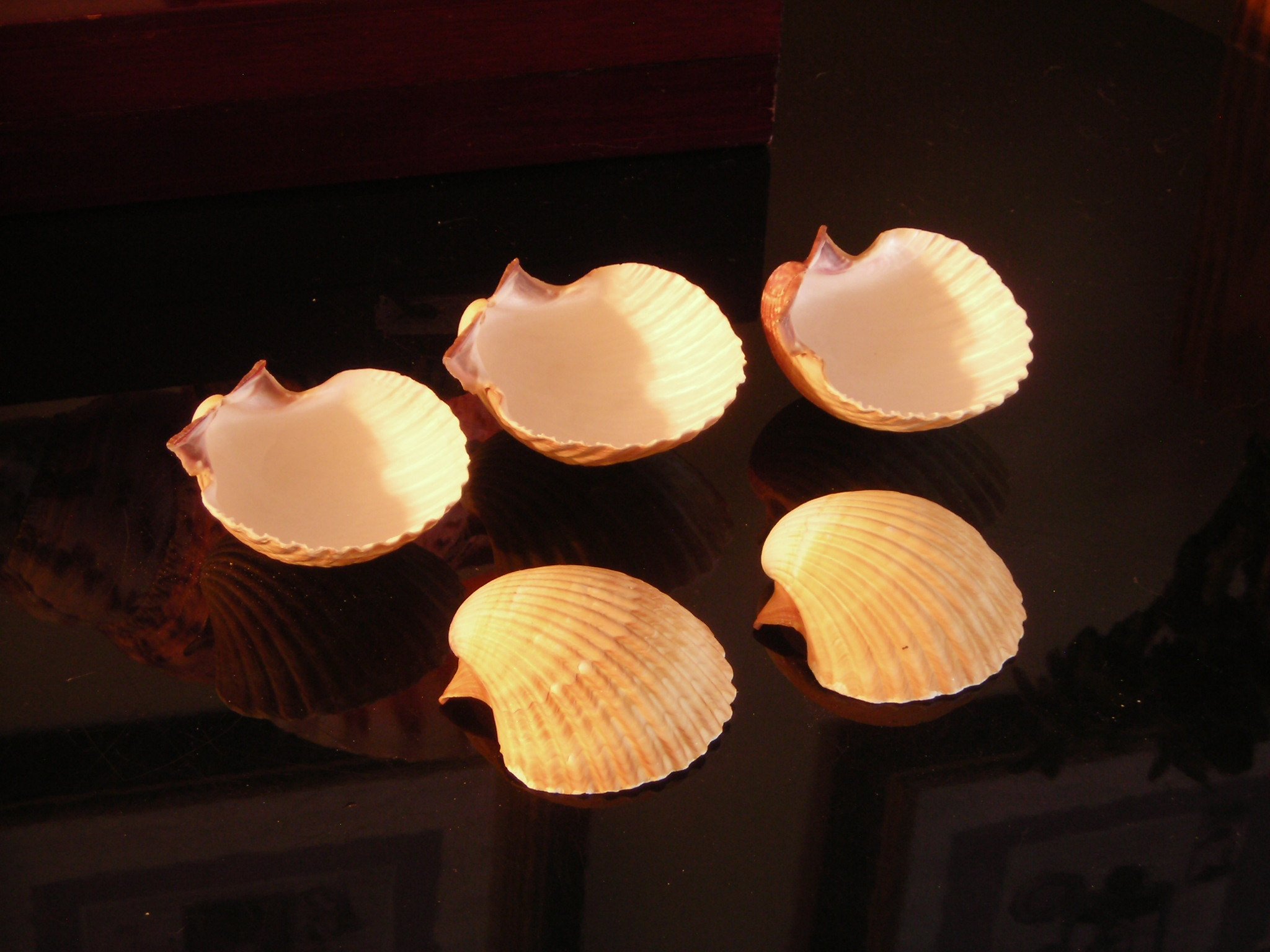 50 Large Mexican Deep Scallop Shells 3