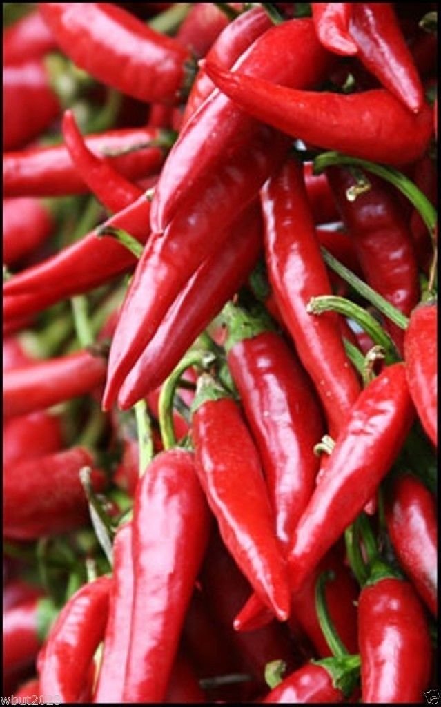 Pulla or Puya Chili Pepper Seeds (30 Count) - Heirloom Central American Variety for Cooking, Salsa, and Hot Sauce Making