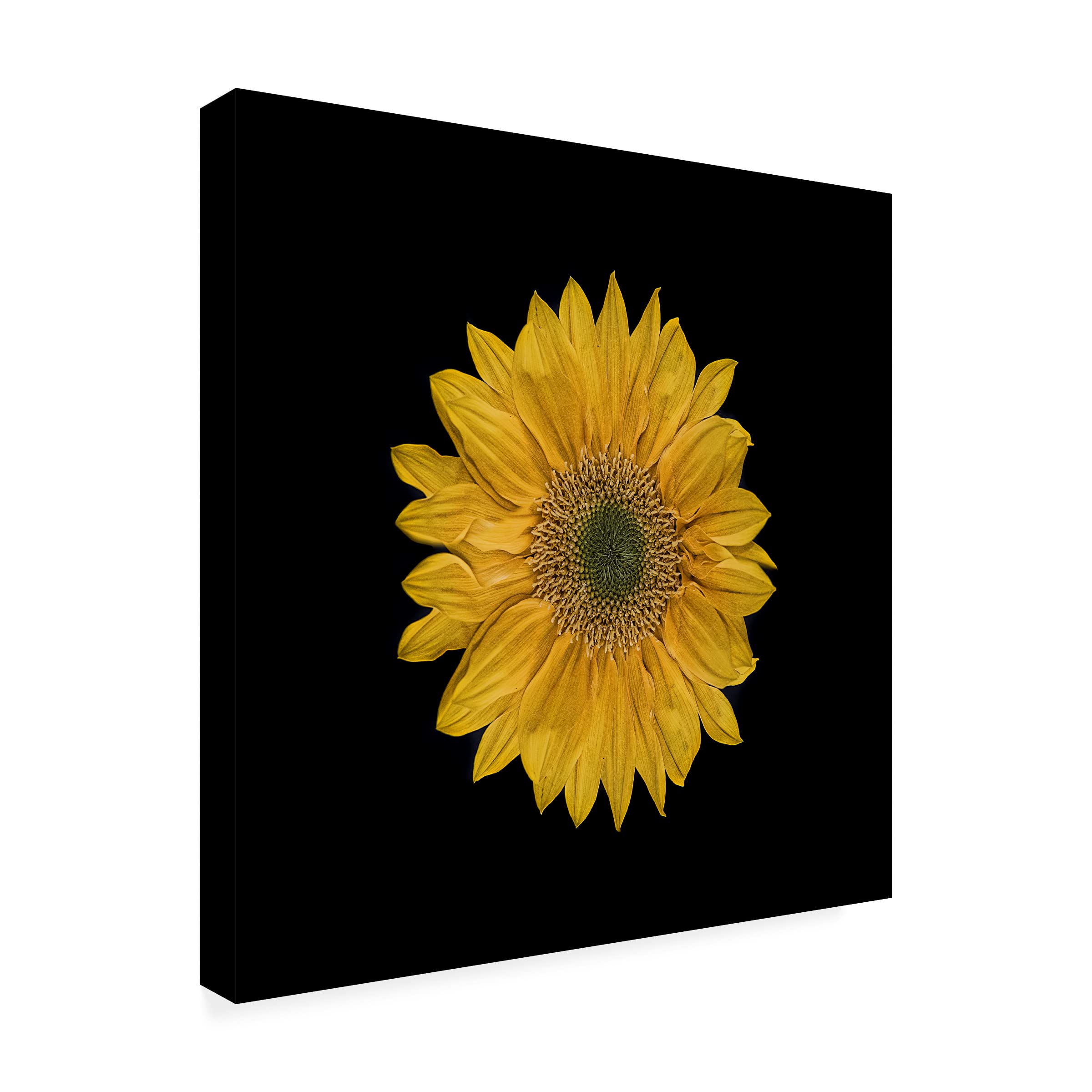 Trademark Fine Art 'Sunflower 2' Canvas Wall Art by Lori Hutchison - Vibrant Floral Painting for Living Room, Bedroom & Office Decor