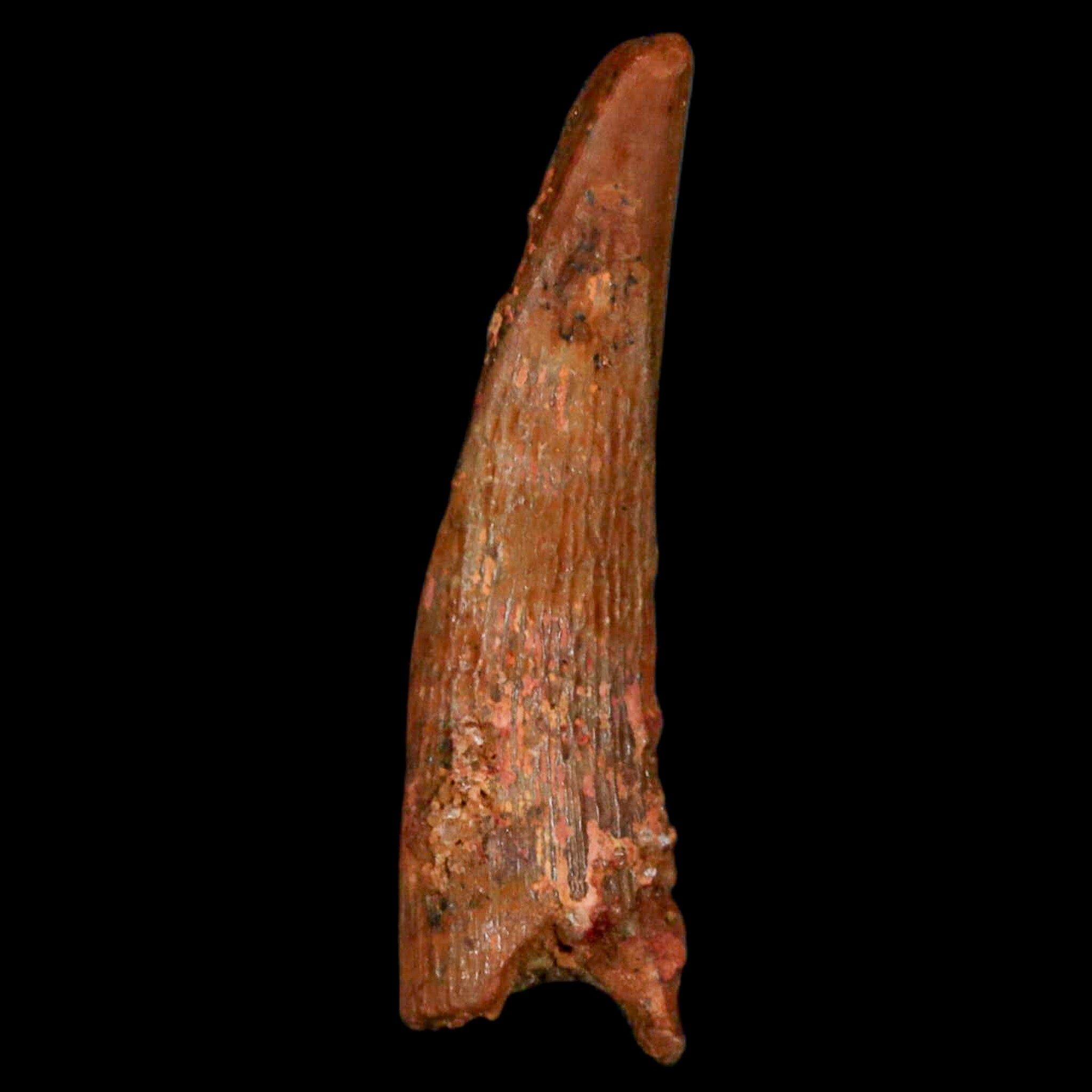 Authentic Pterosaur Coloborhynchus Fossil Tooth - Upper Cretaceous Era - Morocco Origin with COA - Rare Collectible Display Piece for Paleontology Enthusiasts & Home Decor