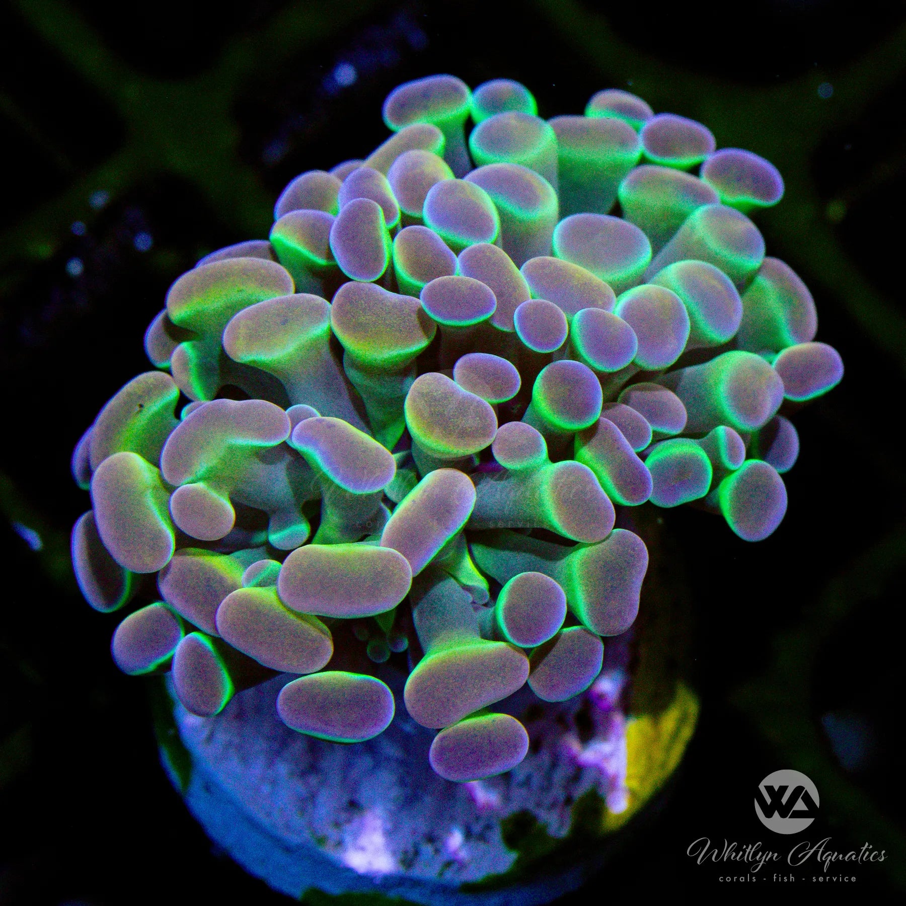 Holy Grail Hologram Branching Hammer Coral for Saltwater Aquarium - Vibrant LPS Coral for Reef Tanks & Marine Aquascaping