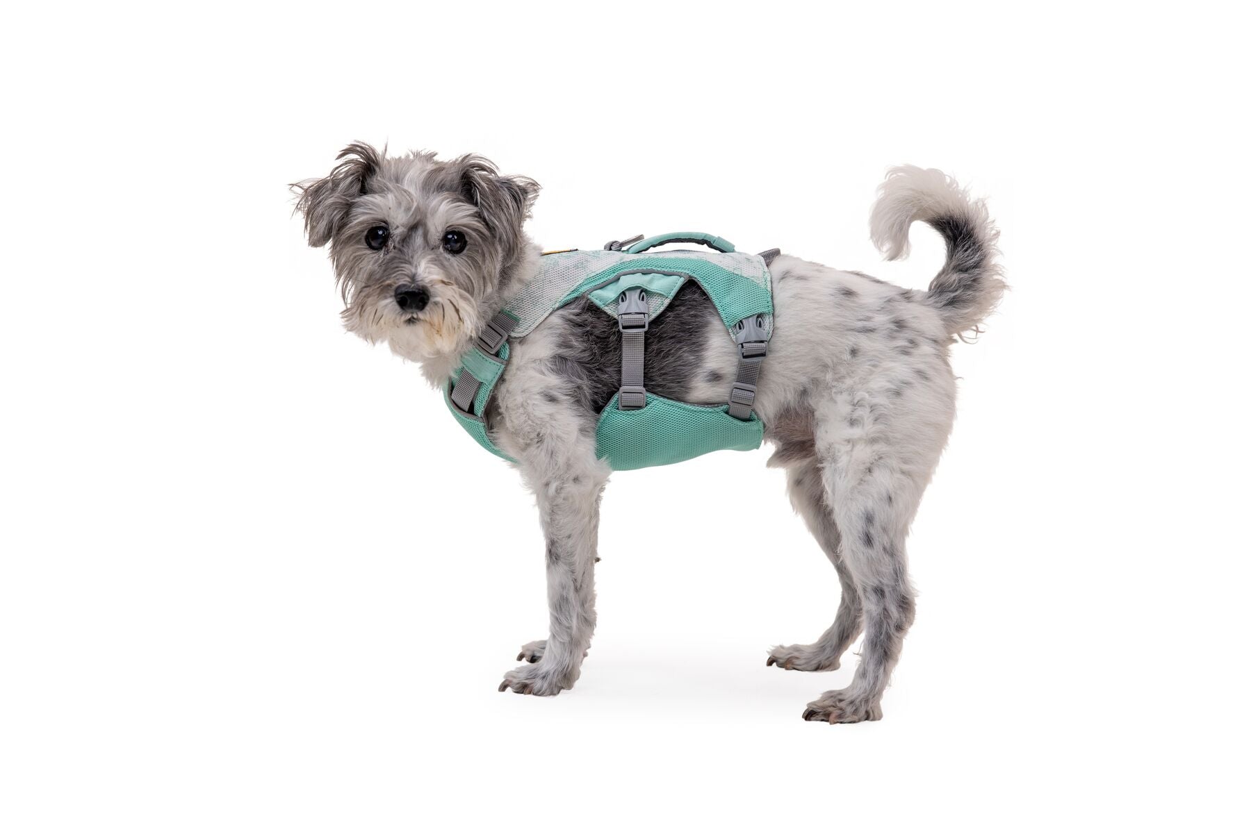 Portable Dog Cooling Vest - Swamp Cooler Harness for Hot Weather, Outdoor Activities & Summer Pet Care