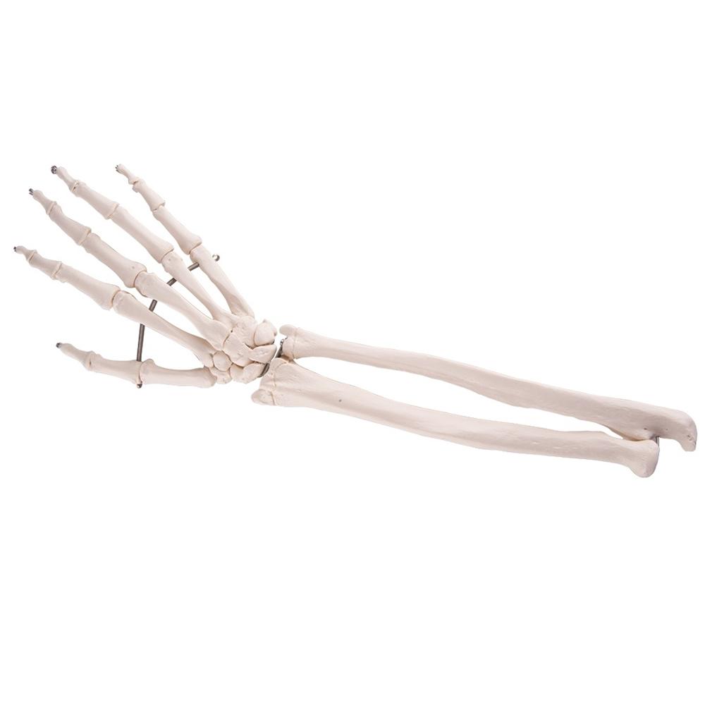 Realistic Human Hand Skeleton Model with Ulna & Radius Bones - Perfect for Anatomy Study, Medical Education & Halloween Decor