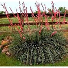 Red Yucca Plants (Hesperaloe parviflora) - Live Quart Container - 6-12