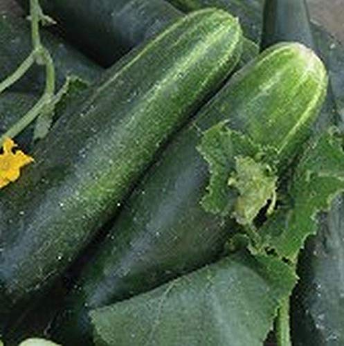 Organic Japanese Climbing Cucumber Seeds - Non-GMO Heirloom Variety (25+ Seeds) for Home Vegetable Gardening | Perfect for Trellises, Vertical Gardens & Fresh Salads