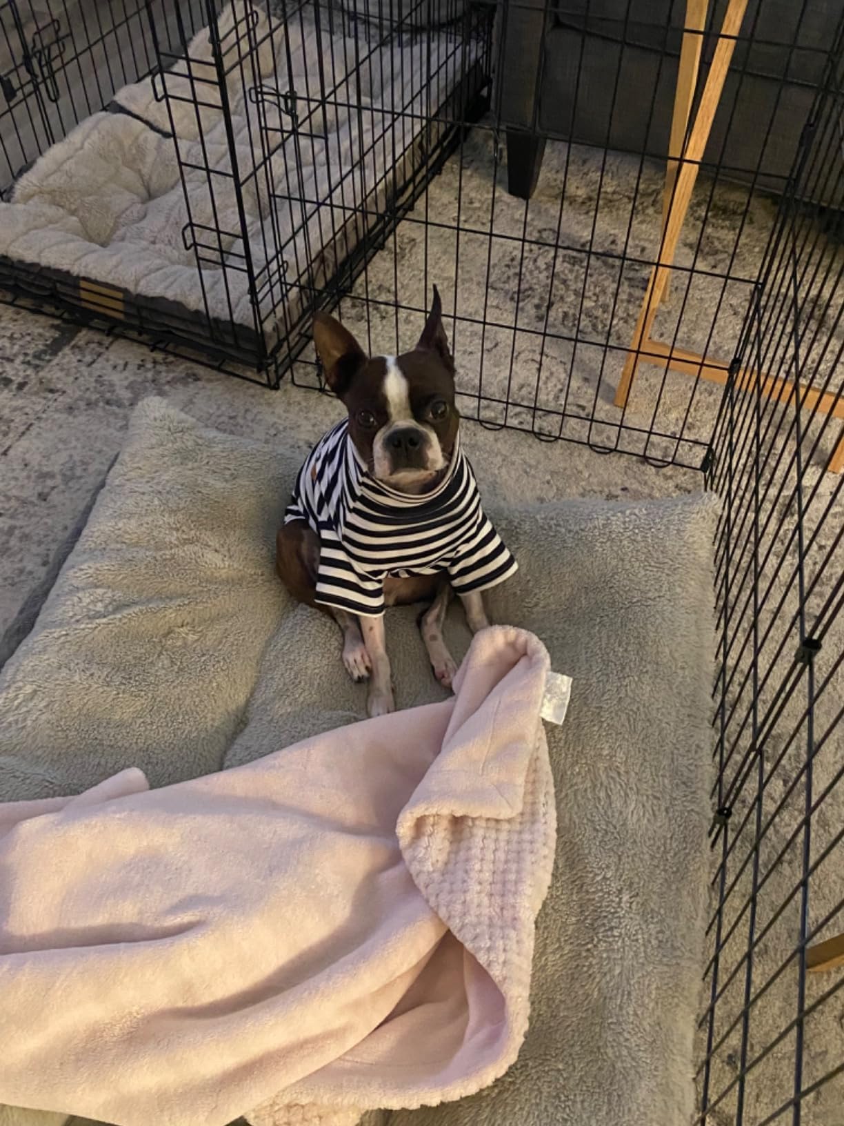 Cute Striped Turtleneck Dog Sweater - Soft Stretchy Puppy Pullover with Embroidery for Small Medium Large Dogs & Cats (Black Striped, Small) - Perfect for Winter Walks & Photo Shoots