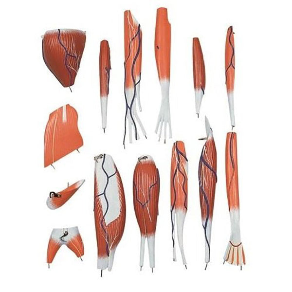 Dissectible Arm Musculature Model (A2D) - Human Anatomy Educational Tool for Medical Students & Physical Therapists | Perfect for Classroom Demonstrations & Clinical Training