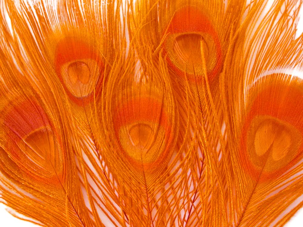 100 Pieces Orange Bleached & Dyed Peacock Tail Eye Feathers Bulk 10-12