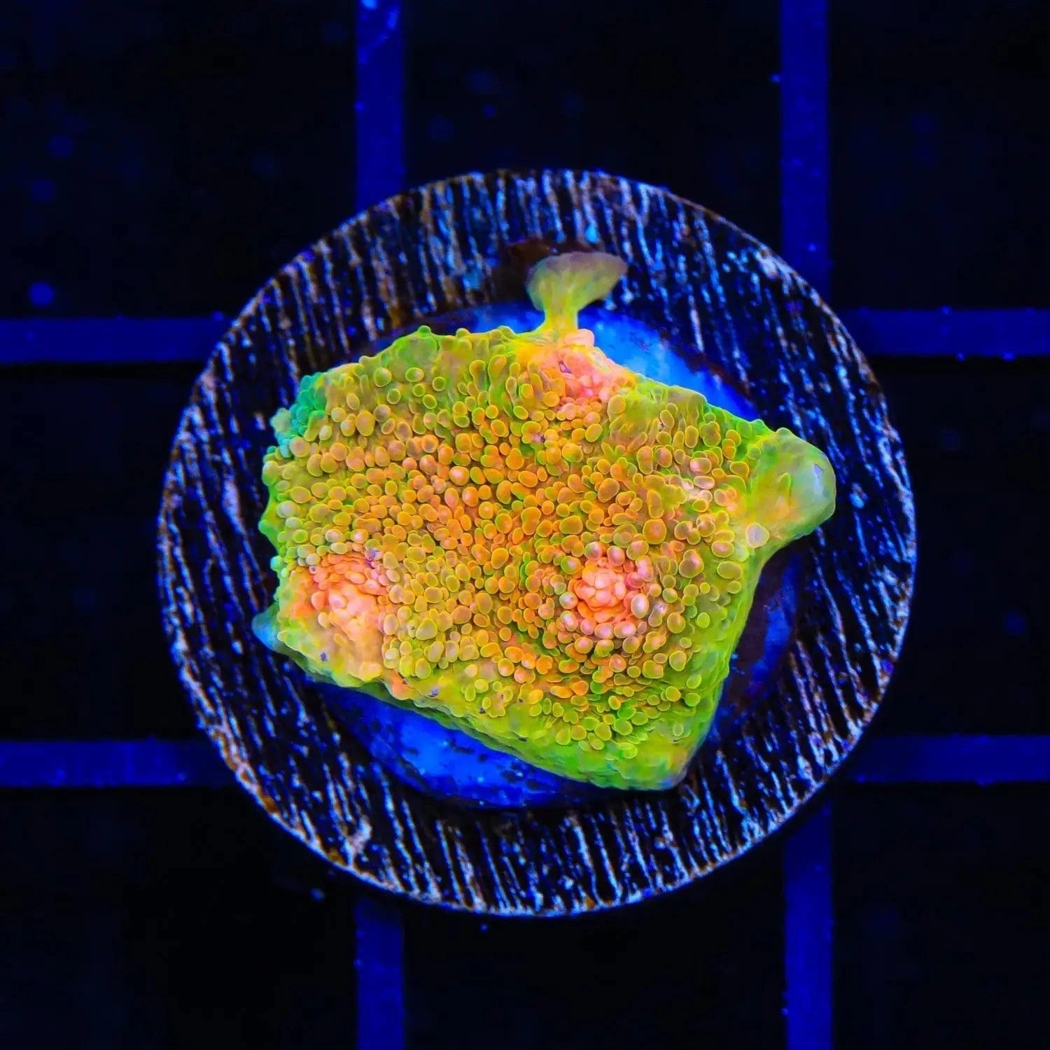 3G Mummy Eye Chalice Coral - Premium Live Coral for Saltwater Aquariums | Perfect for Reef Tanks & Marine Displays