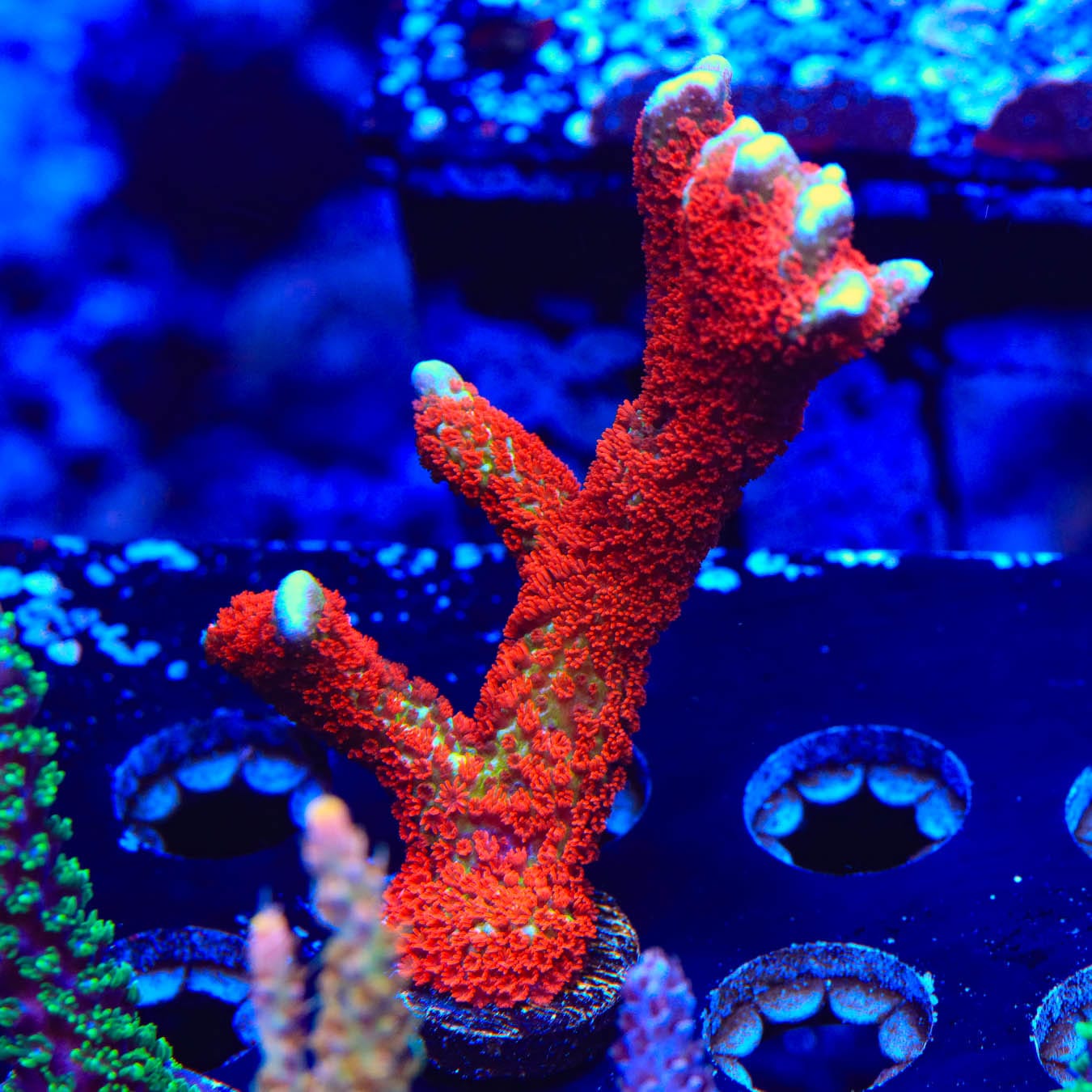 Premium Forest Fire Digitata Montipora Coral for Saltwater Aquariums - Vibrant Red Coral for Reef Tanks & Marine Aquascaping