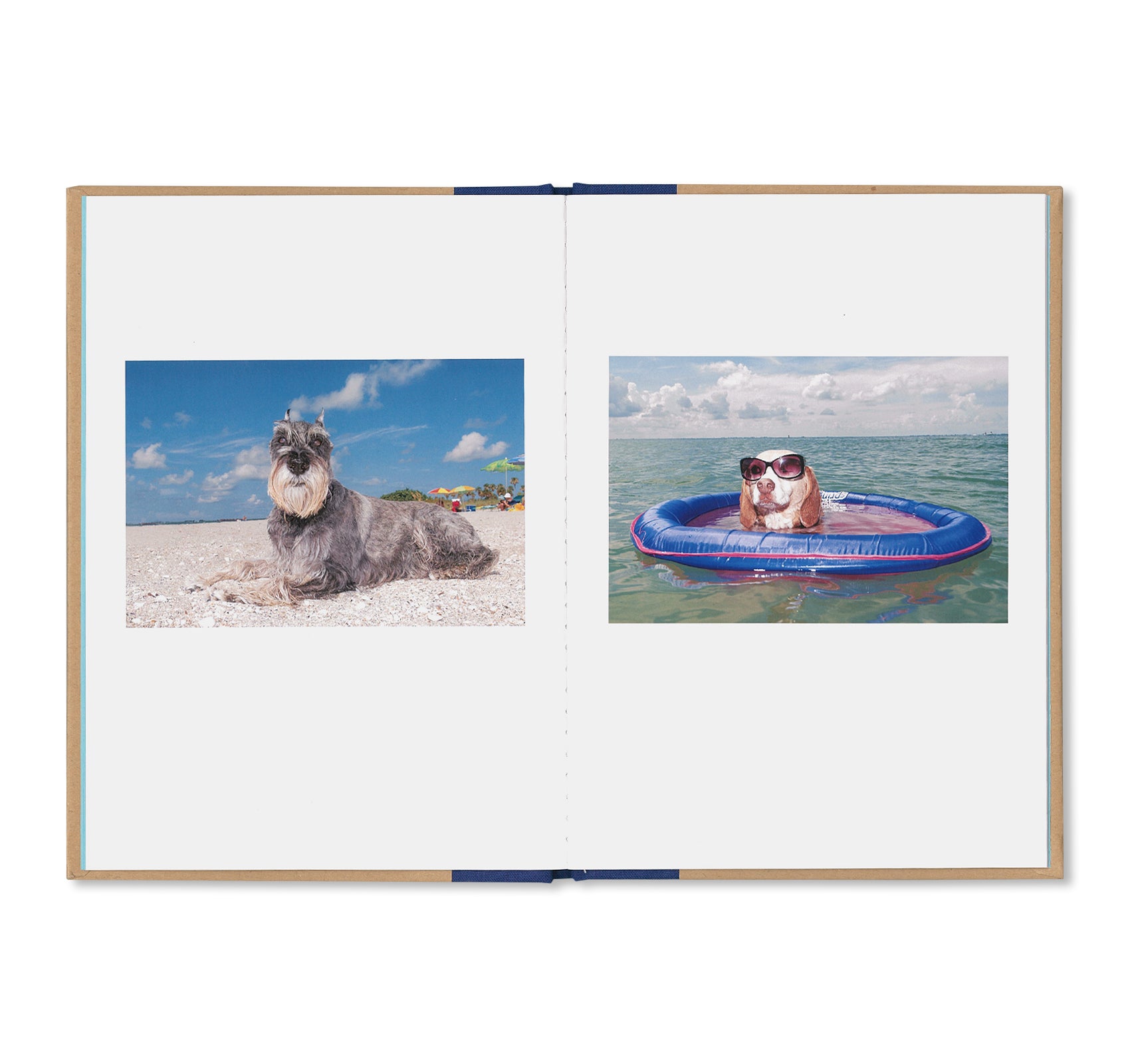 ONE PICTURE BOOK TWO #04: FLORIDA DOGS by Tony Mendoza - Photography Book Featuring Cute Dogs in Florida - Perfect for Dog Lovers and Photography Enthusiasts
