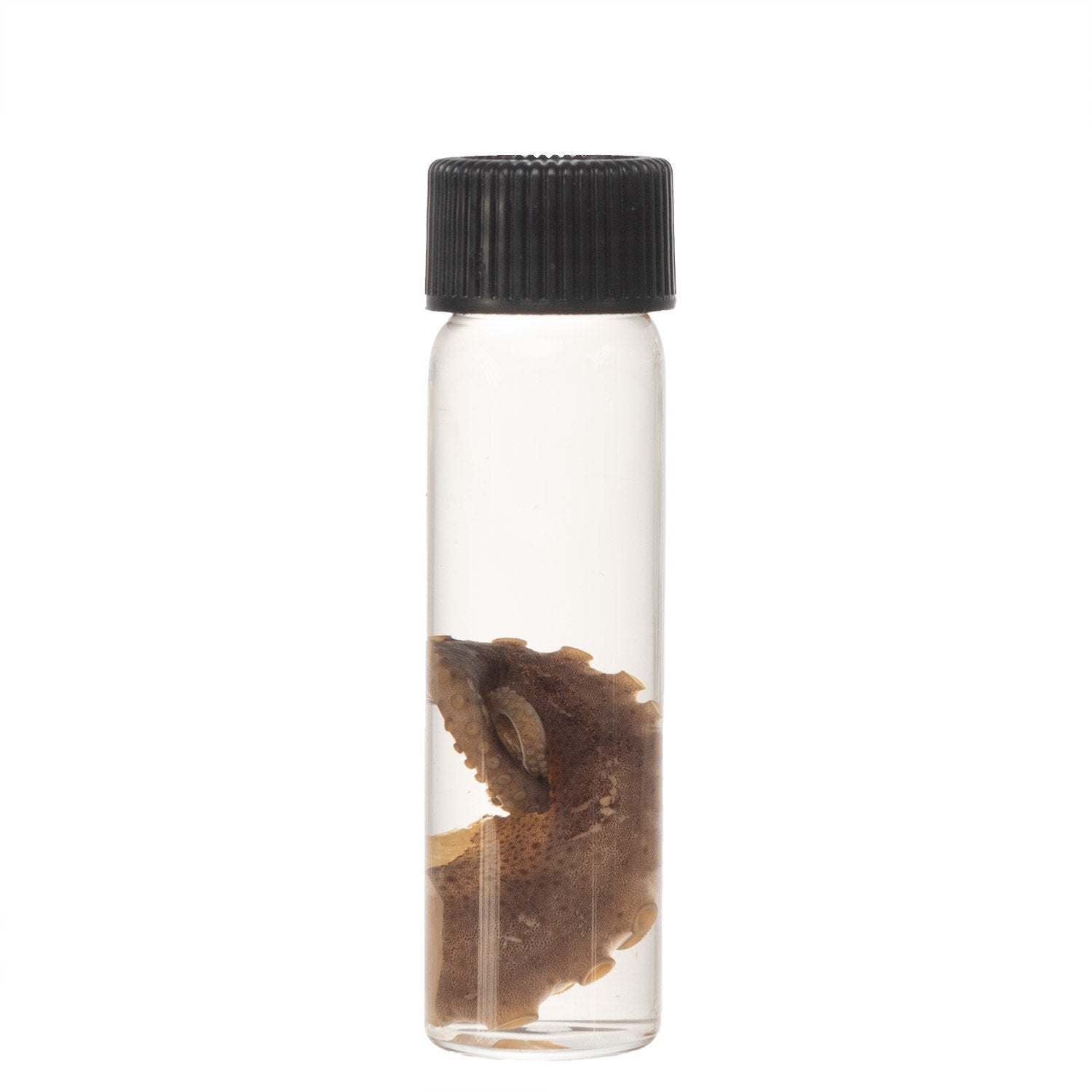 Authentic Real Tentacle Wet Specimen - Preserved Marine Biology Specimen for Science Education & Oddity Collectors | Perfect for Classroom Display, Gothic Decor & Curiosity Cabinets