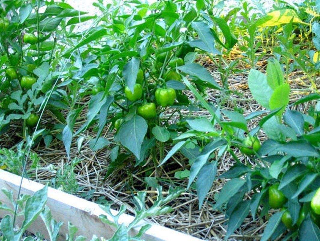Organic Mini Chocolate Sweet Bell Pepper Seeds - Non-GMO, Heirloom Variety for Home Garden, Salads, Stuffing & Cooking (100 Seeds) | Perfect for Container Gardening, Urban Farming & Healthy Recipes