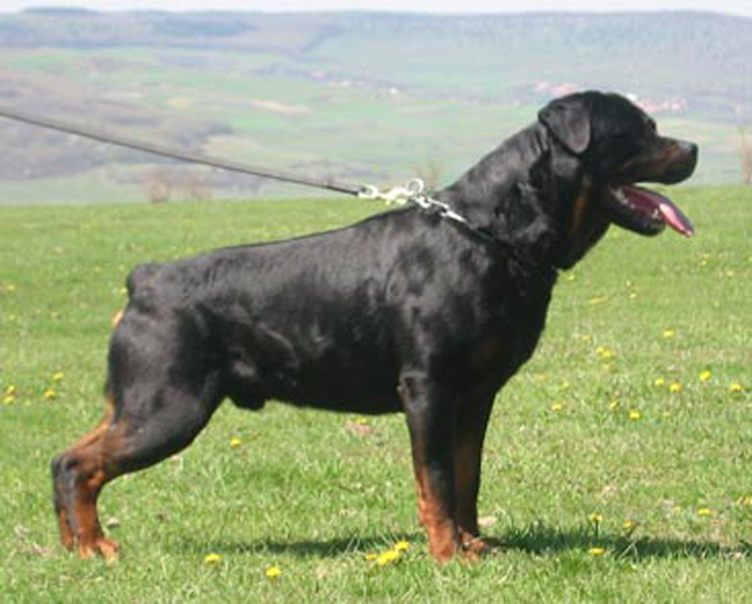 Dean and Tyler Wire Basket Muzzle for Large Dogs - Size R4 - Breathable & Secure Dog Muzzle for Rottweilers, German Shepherds - Perfect for Training, Grooming & Vet Visits