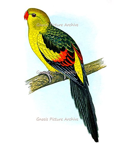Gnosis Picture Archive Tropical Birds & Parrots Art Decor - Set of 6 Unframed Wall Art Prints for Living Room, Bedroom, Office & Home Decor