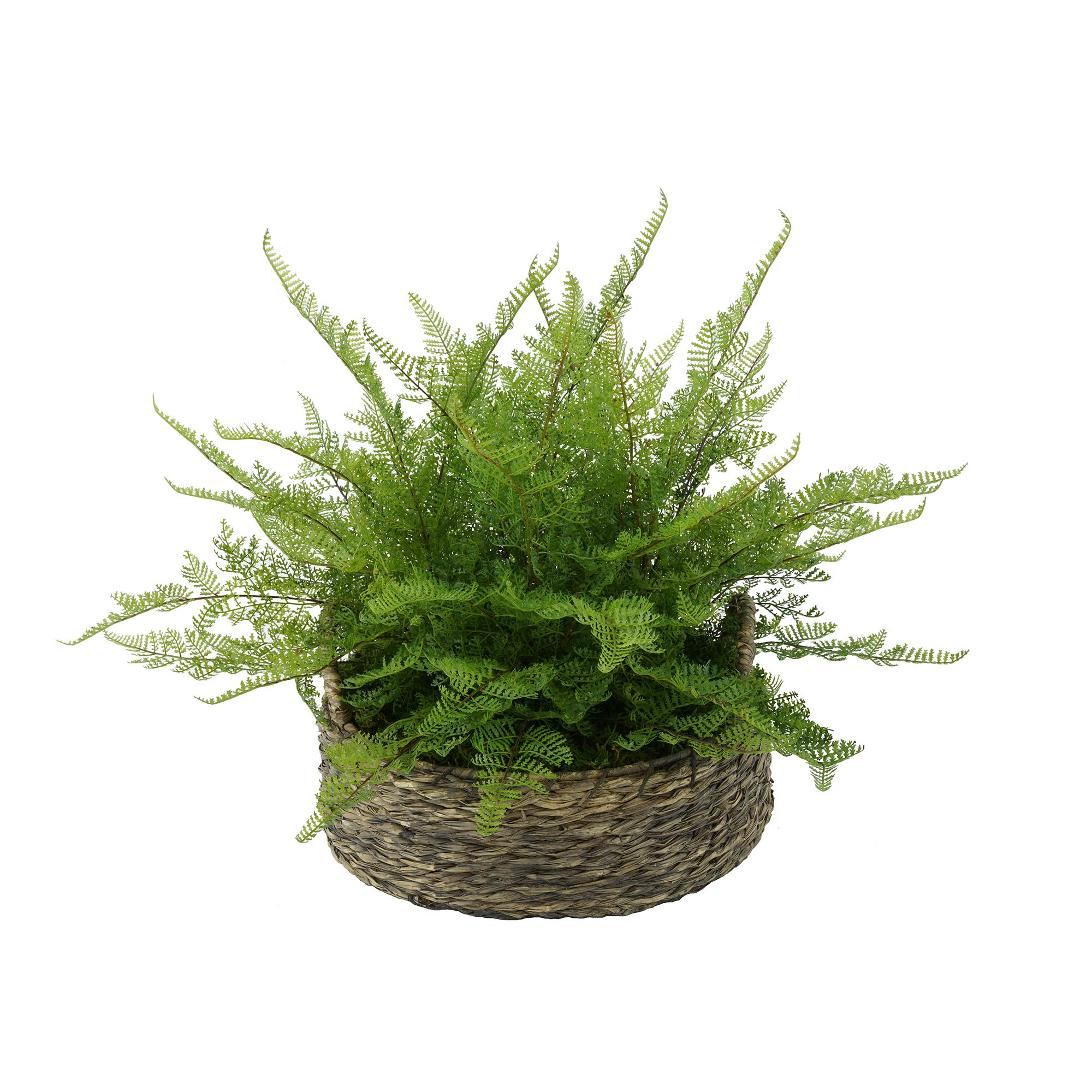 Artificial Lace Fern Plant in Grey-Wash Seagrass Basket - Faux Greenery Decor for Home, Office, and Wedding Centerpieces