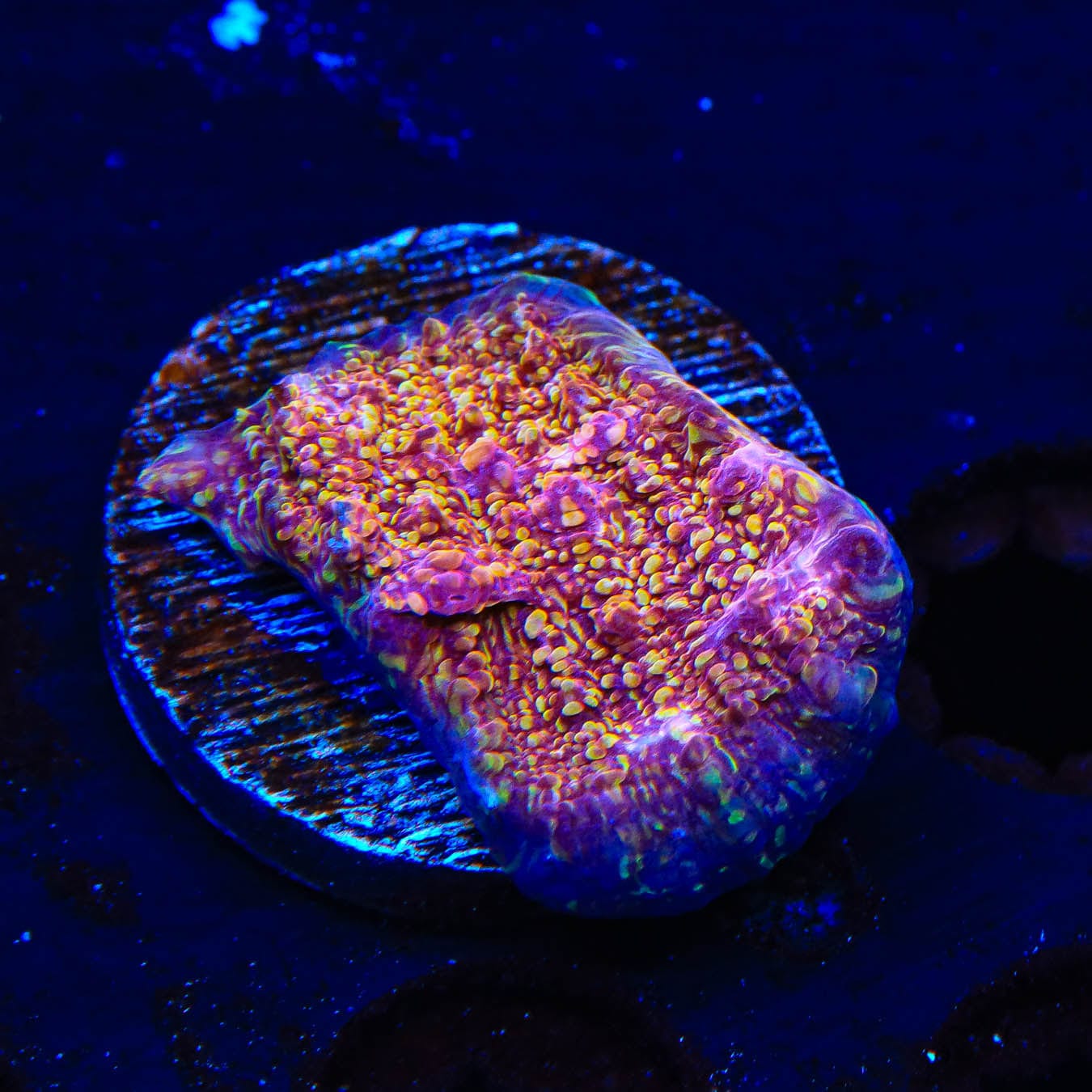 Premium CB El Diablo Chalice Coral - Vibrant Aquarium Coral for Saltwater Reef Tanks | Perfect for Coral Propagation & Reef Aquascaping