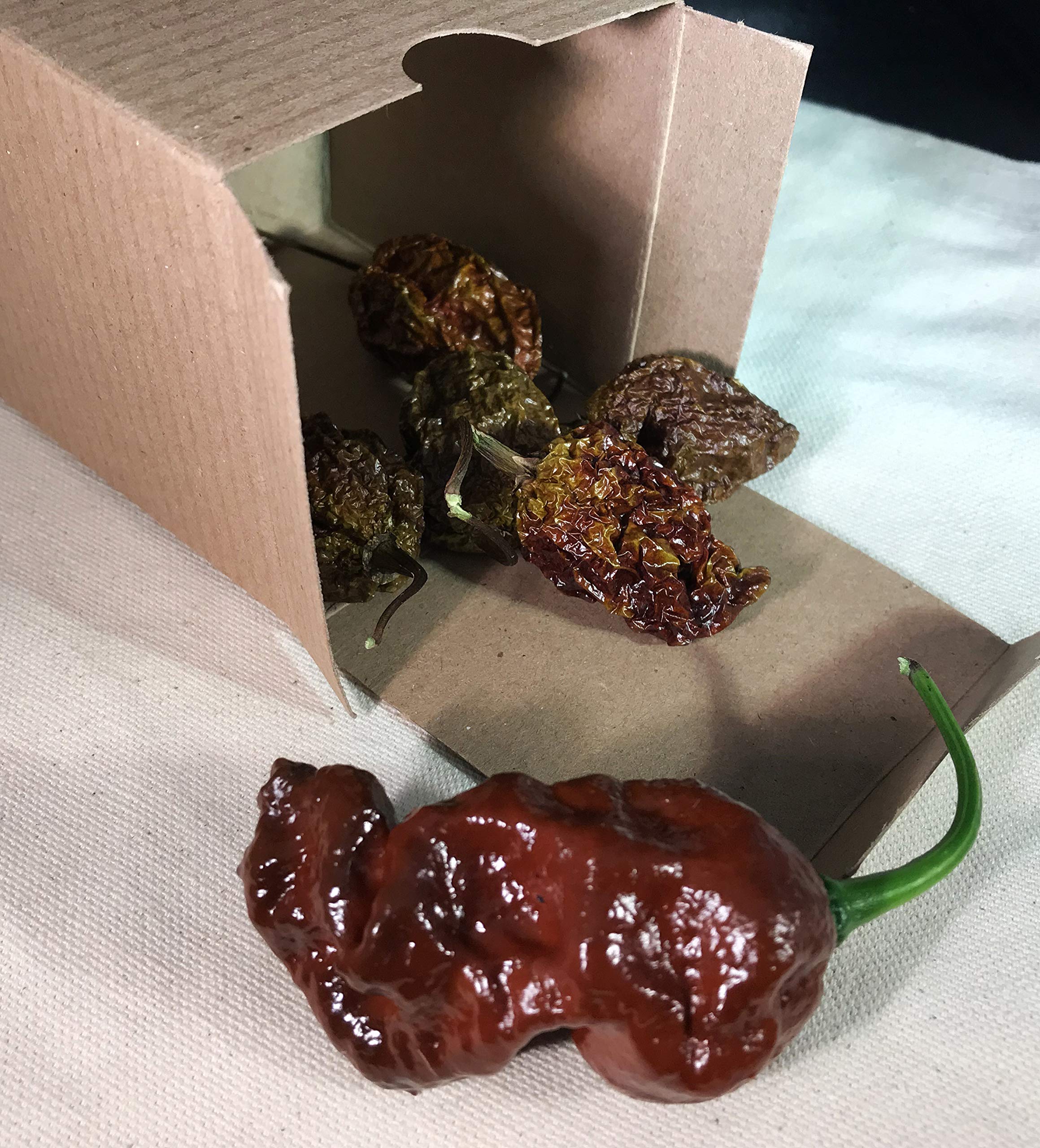 **Spicy Chocolate Bhutlah Ultra Hot Dried Whole Pepper Pods - 5 Pack - Perfect for Cooking, Sauces, and Hot Spice Blends**