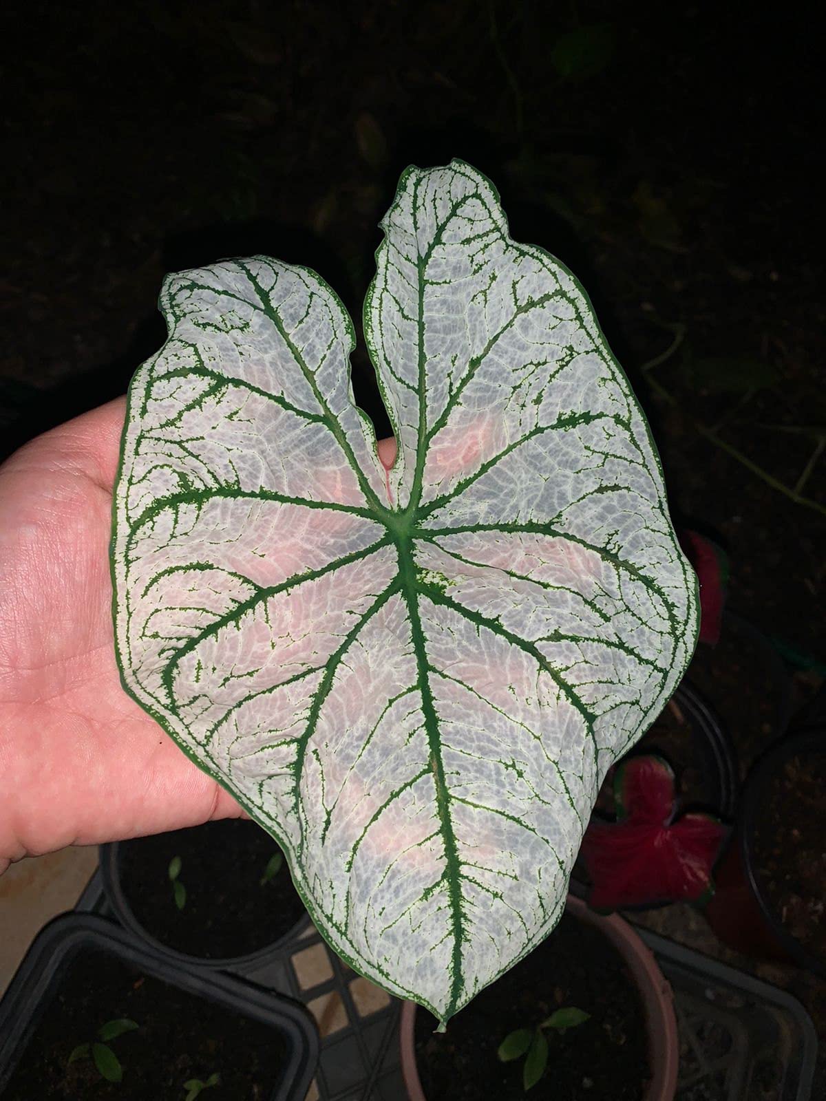 Caladium Bulbs - Candidum (2 Bulbs) | Easy to Grow Indoor Houseplant or Outdoor Perennial | Perfect for Home Decor, Garden Landscaping & Patio Planting