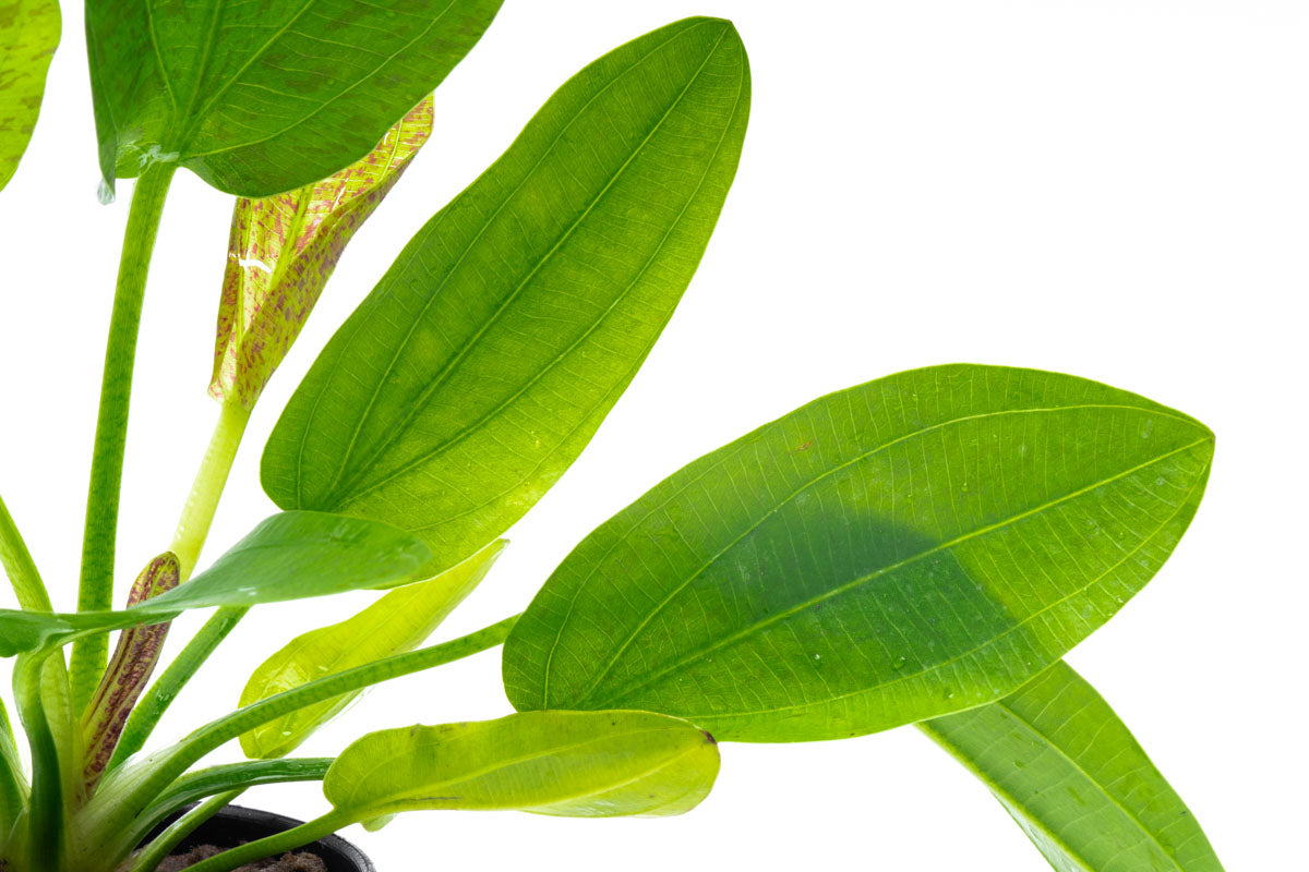 Echinodorus Python Live Aquarium Plant - Freshwater Aquatic Plant for Fish Tanks, Ponds & Aquascaping | Perfect for Beginners & Planted Aquariums