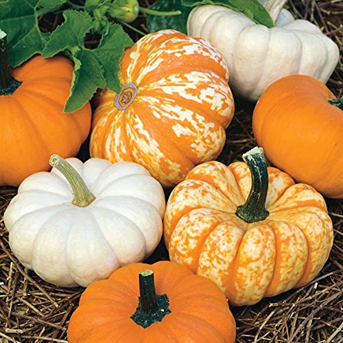 Park Seed Mini Harvest Blend Pumpkin Seeds - Pack of 25 | Miniature Pumpkin Varieties for Fall Decor & Home Gardening | Perfect for Autumn Centerpieces, DIY Crafts & Seasonal Planting