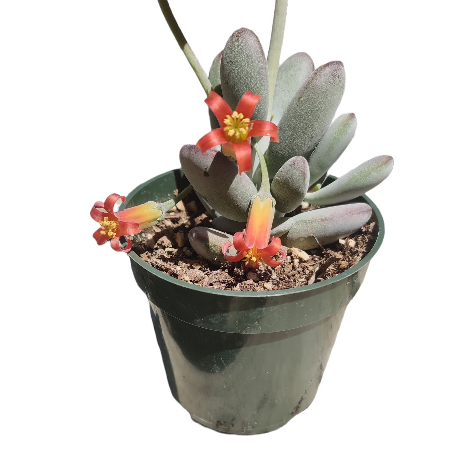Live Succulent Plants - 4 Inch Cotyledon Orbiculata cv - Low Maintenance Indoor/Outdoor Houseplants for Home Decor, Office Desk & Garden Arrangements