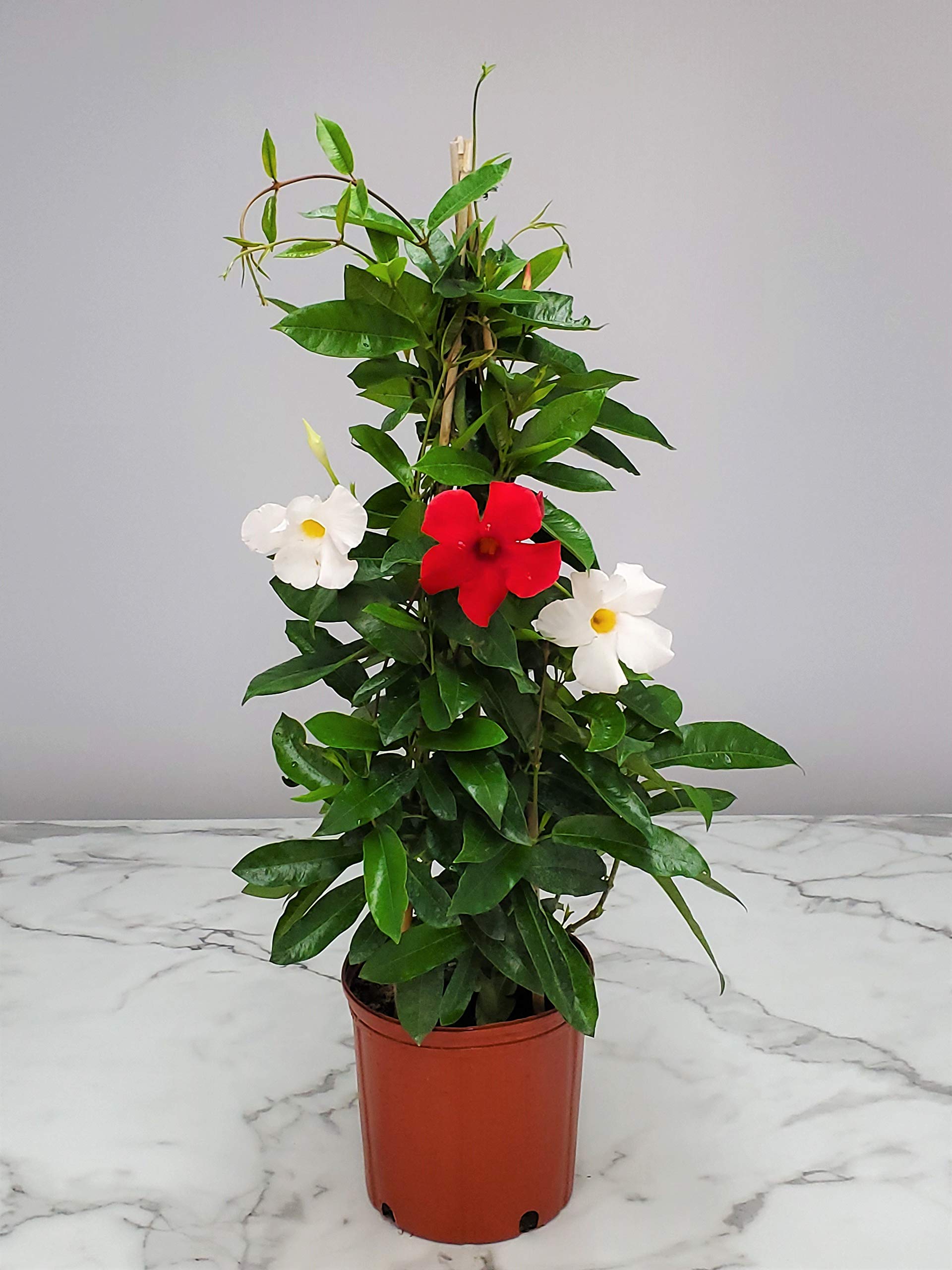 Live Mandevilla Flowering Plant with Trellis - Red Giant & White Giant Mix - Tropical Florida Plants - 36