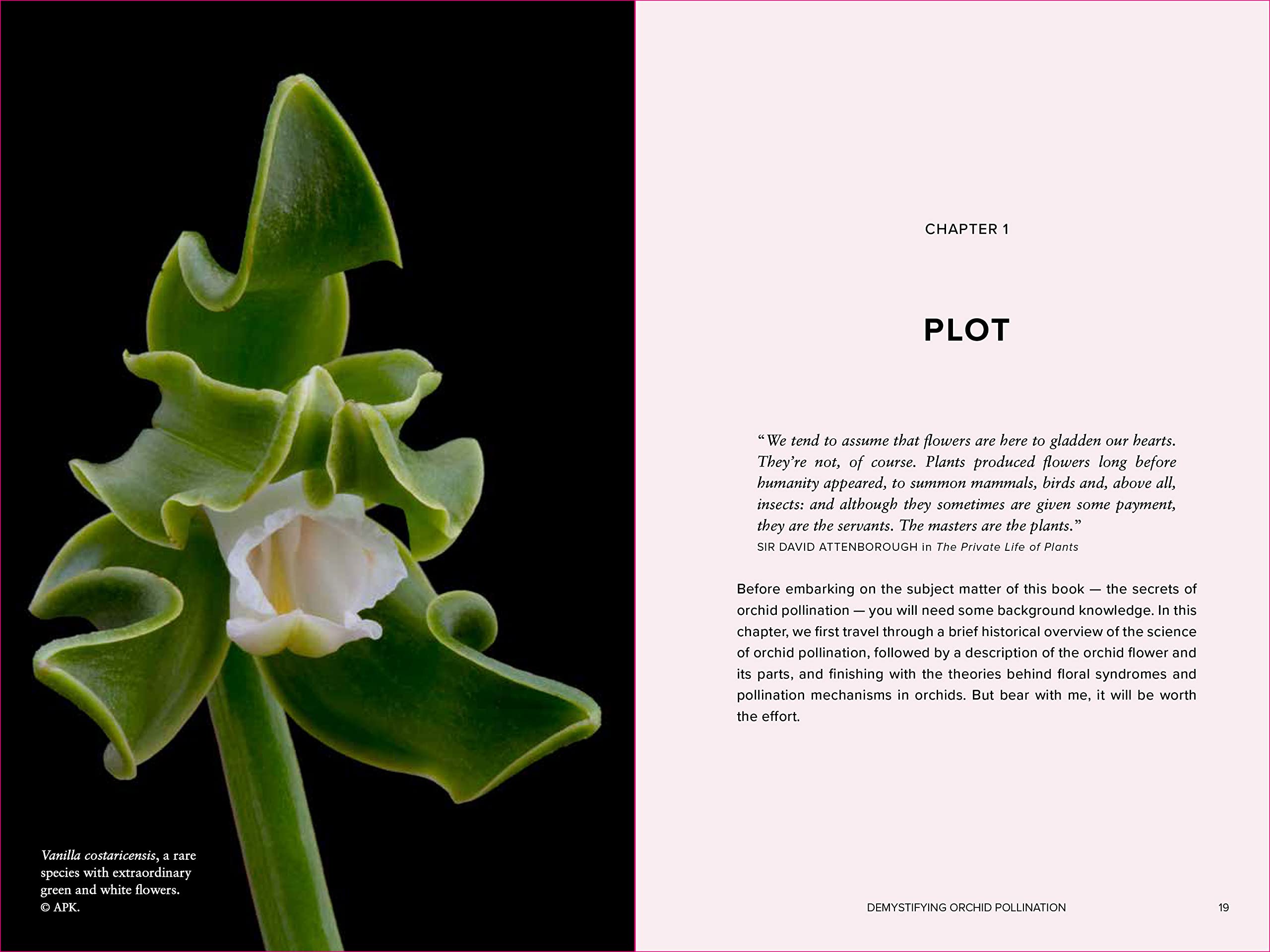Orchid Pollination Explained: Secrets of Nature's Intriguing Reproduction Process | Perfect for Botany Enthusiasts & Science Educators