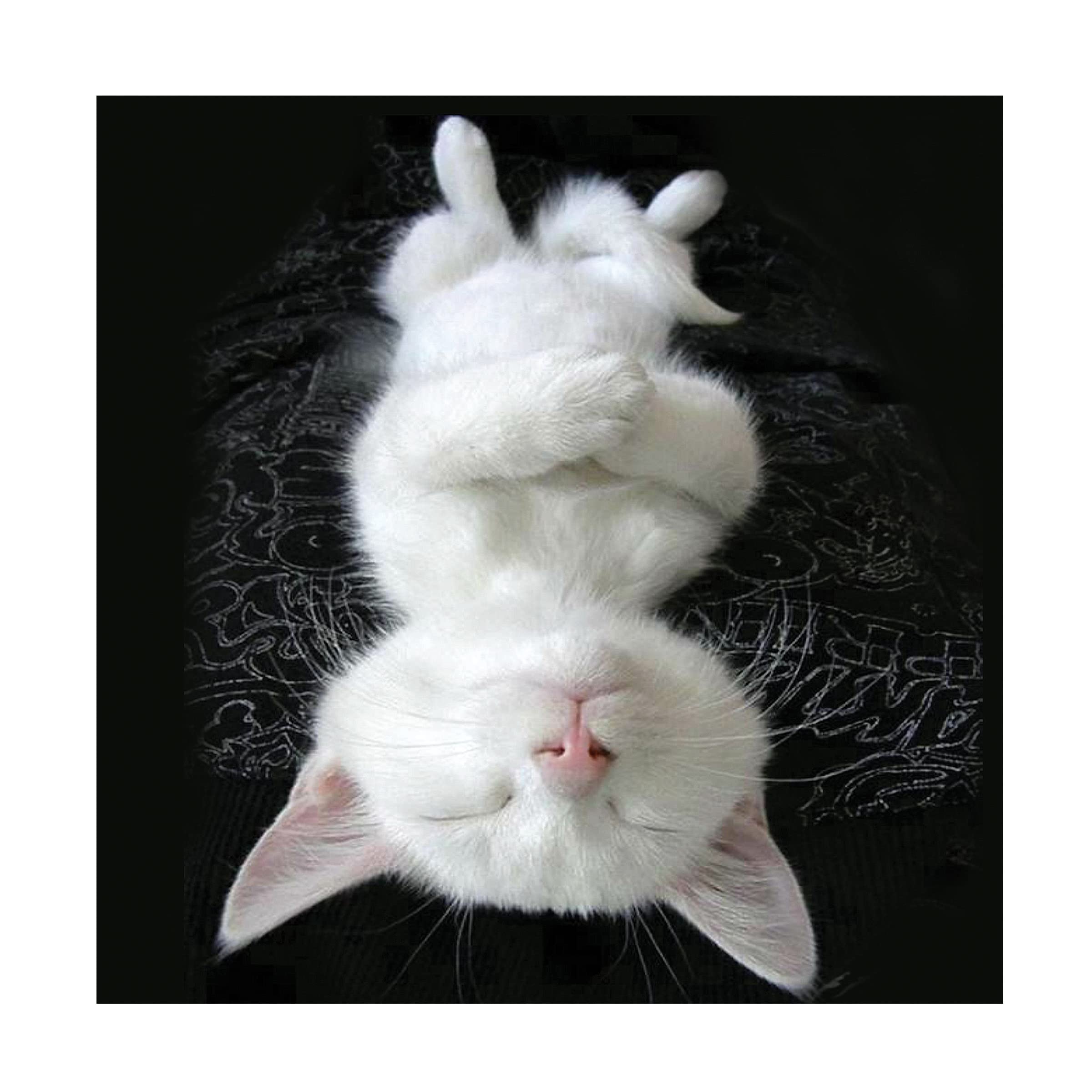 R. NOB 'Cat Yoga III' Canvas Art Print - 35x35 Inches - Modern Home Decor for Living Room, Bedroom & Office - Trademark Fine Art Collection