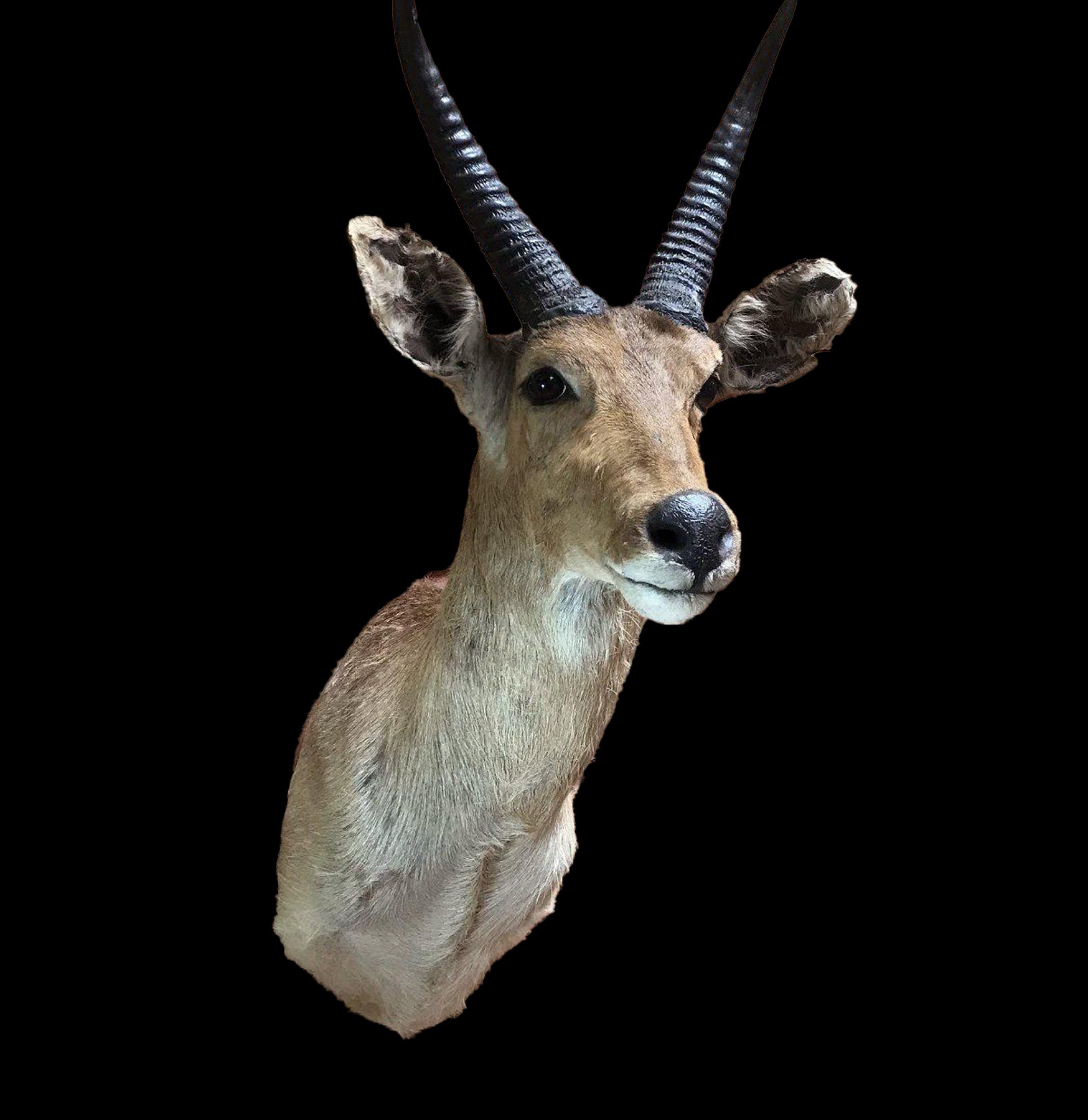 Premium Reedbuck Taxidermy Mount - Realistic African Antelope Wall Decor for Hunting Lodge, Cabin & Safari-Themed Rooms