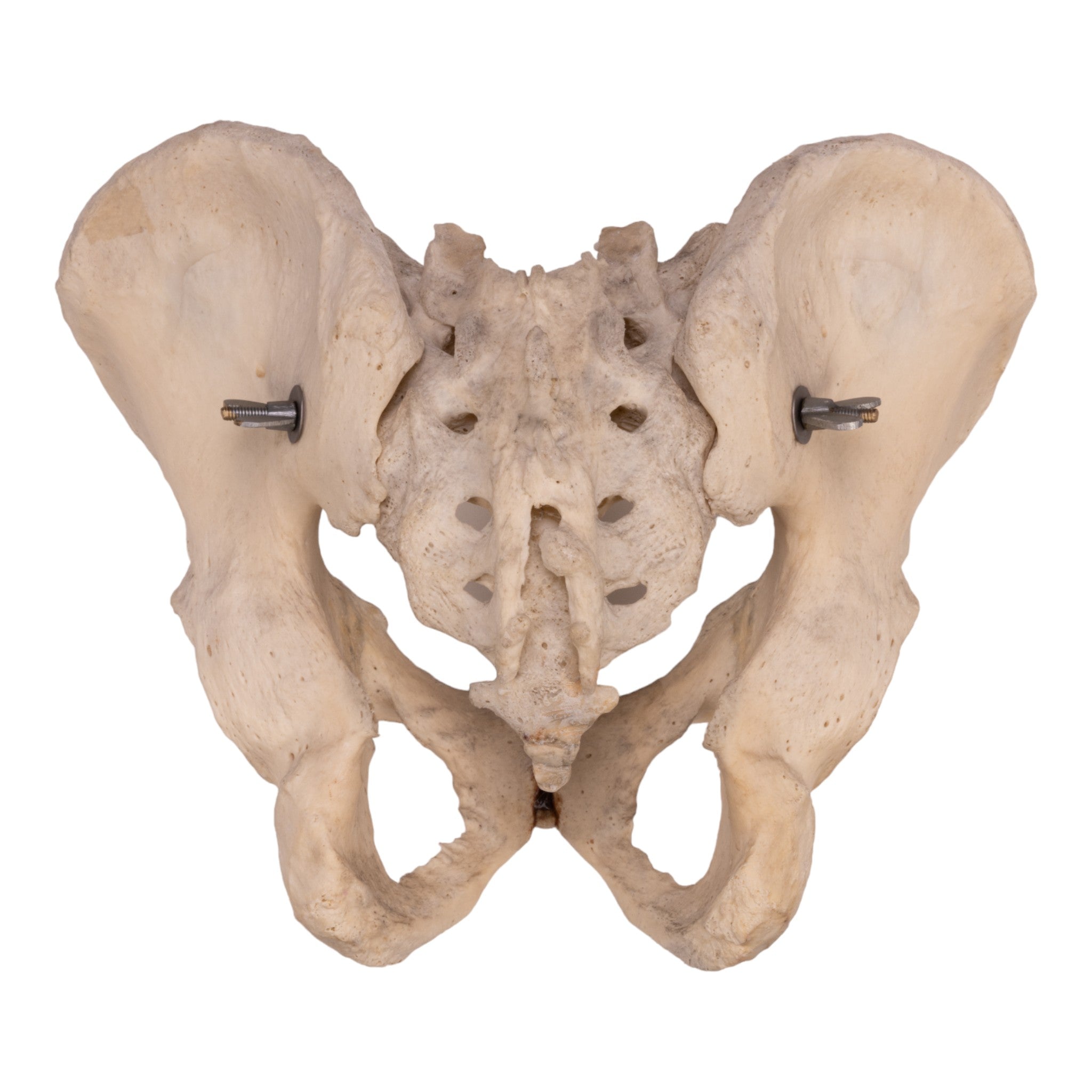Real Human Pelvis, Sacrum & Coccyx Bone Model - Articulated Medical Skeleton for Anatomy Study, Classroom Teaching, and Medical Training