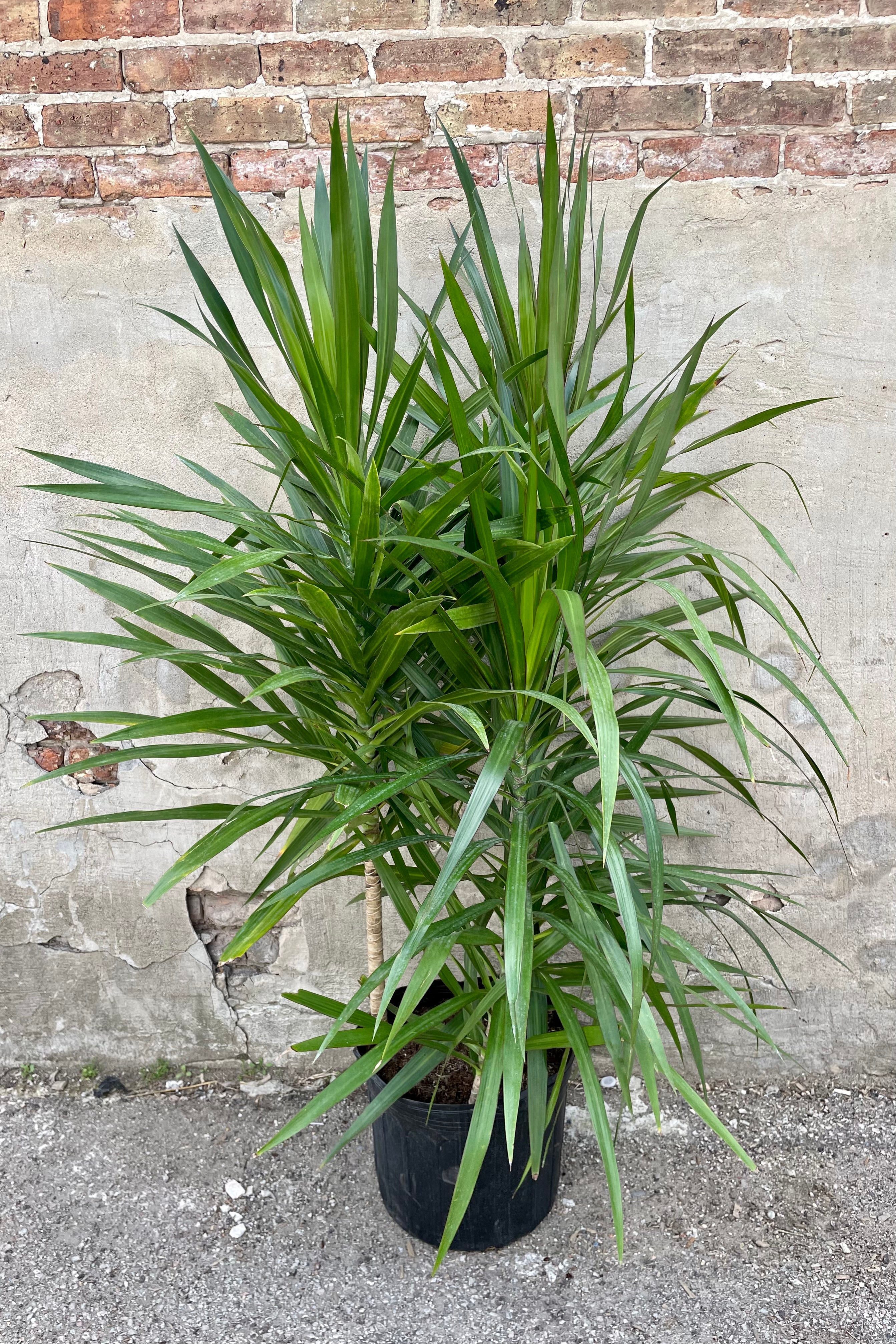 Dracaena 'Tarzan' Bush - 14