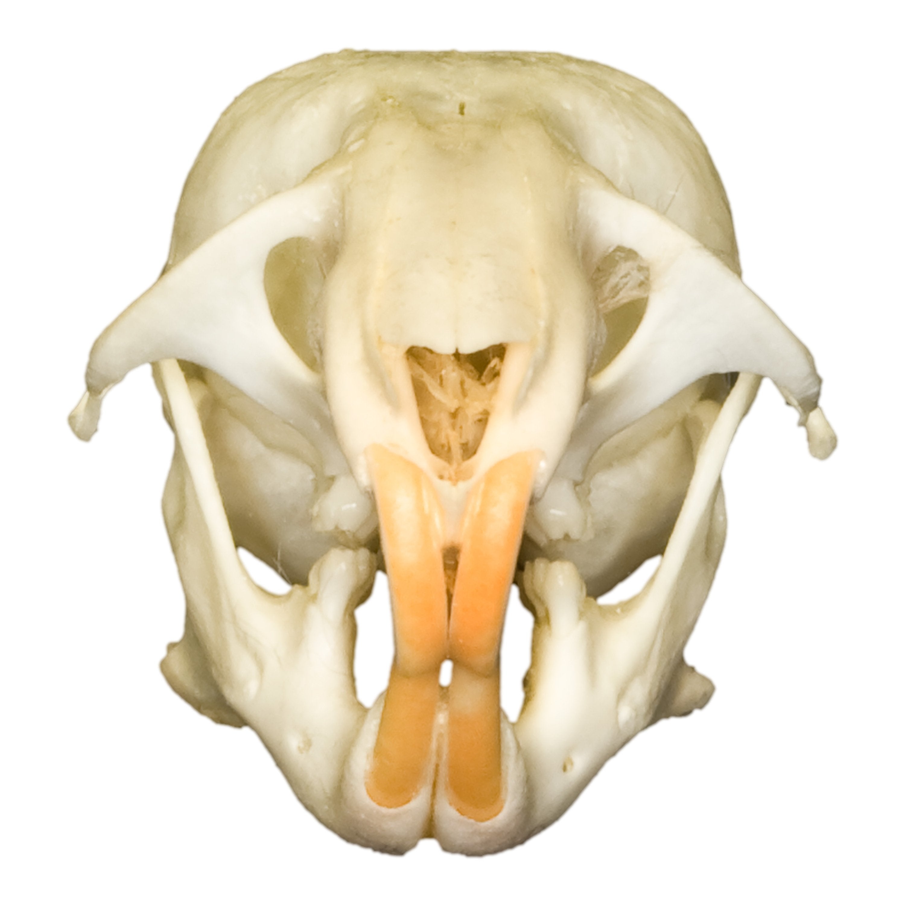 Real Hamster Skull - Authentic Animal Specimen for Science Study, Taxidermy & Oddity Collectors - Perfect for Biology Classrooms, Gothic Decor & Curiosity Cabinets
