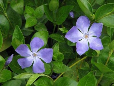 Vinca Major 'Green' Perennial Groundcover Plants - 25 Pots (3.5 Inch Square) for Shade Gardens, Slopes & Erosion Control