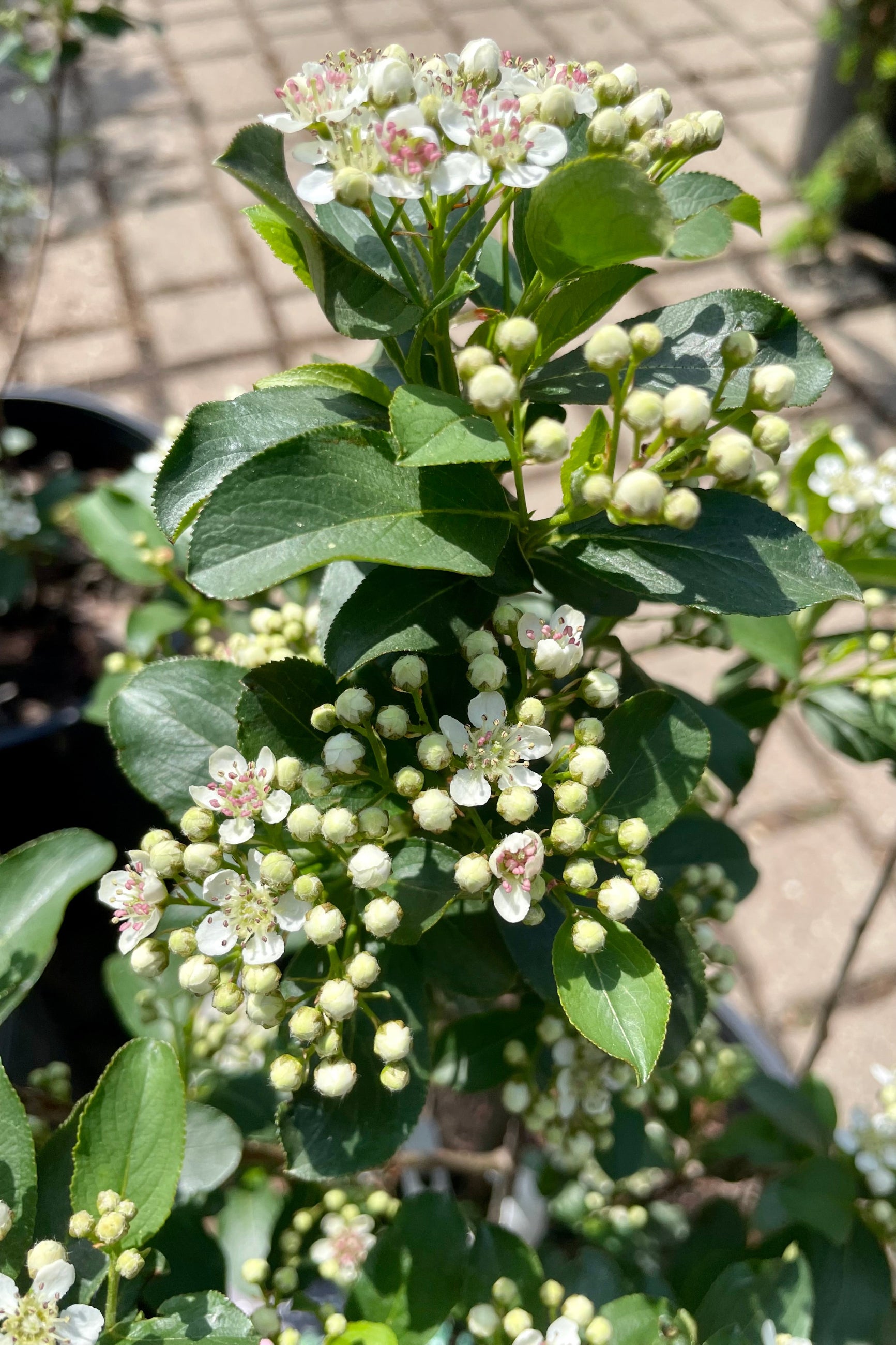 Premium Aronia Melanocarpa Var. Elata #3 - Organic Black Chokeberry Plant for Home Garden, Landscaping & Healthy Juicing | Fast-Growing, Cold-Hardy Shrub with Antioxidant-Rich Berries