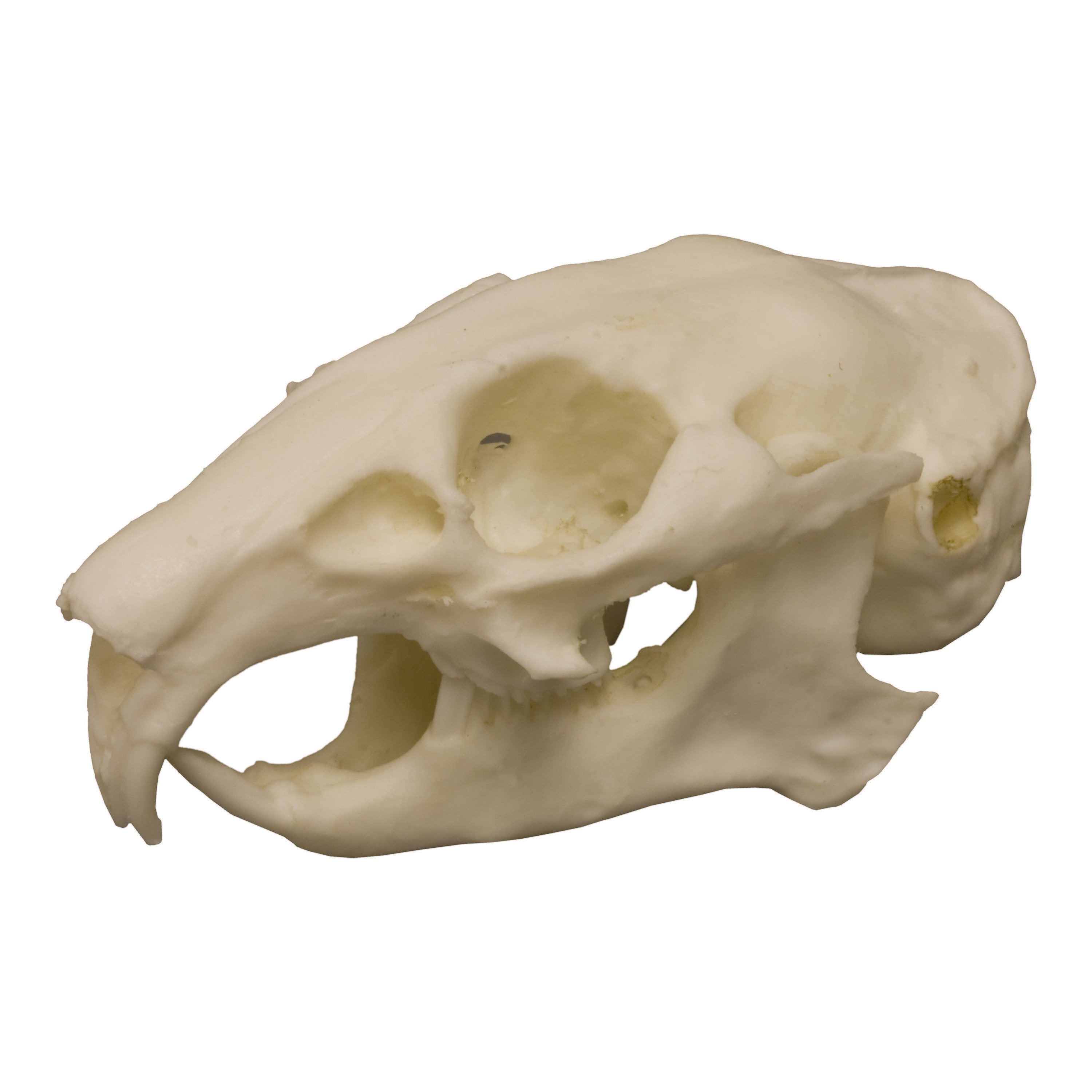 Replica American Pika Skull - High-Quality Animal Skull Model for Science Education, Home Decor & Halloween Props - Perfect for Biology Classrooms, Gothic Collections & Themed Parties