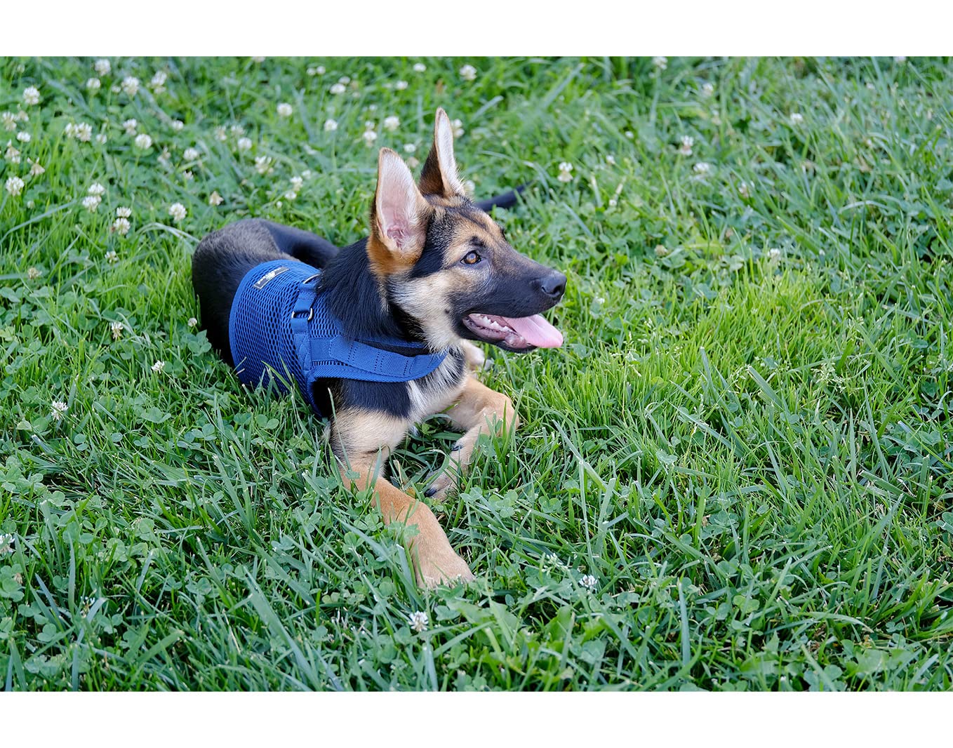 Sleepypod Martingale Dog Harness for Small Dogs - Adjustable No-Pull Pet Vest in Pink Peony | Perfect for Walking, Training & Outdoor Adventures
