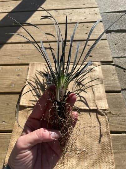 20 Black Mondo Grass Plants - Ornamental Bare Root Perennials for Landscaping, Borders & Container Gardens
